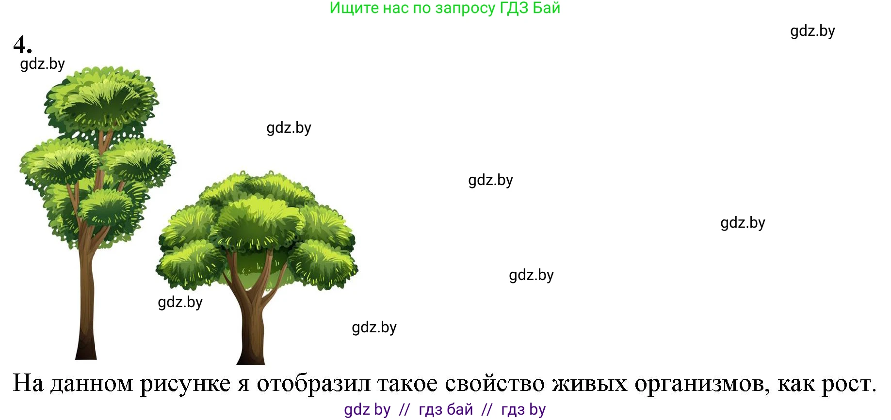 Биология, 6 класс Тетрадь для лабораторных и практических работ, авторы: Лисов Николай Дмитриевич, Борщевская Елена Валерьевна, издательство Аверсэв, Минск, 2023, салатового цвета, страница 14, номер 4, Решение