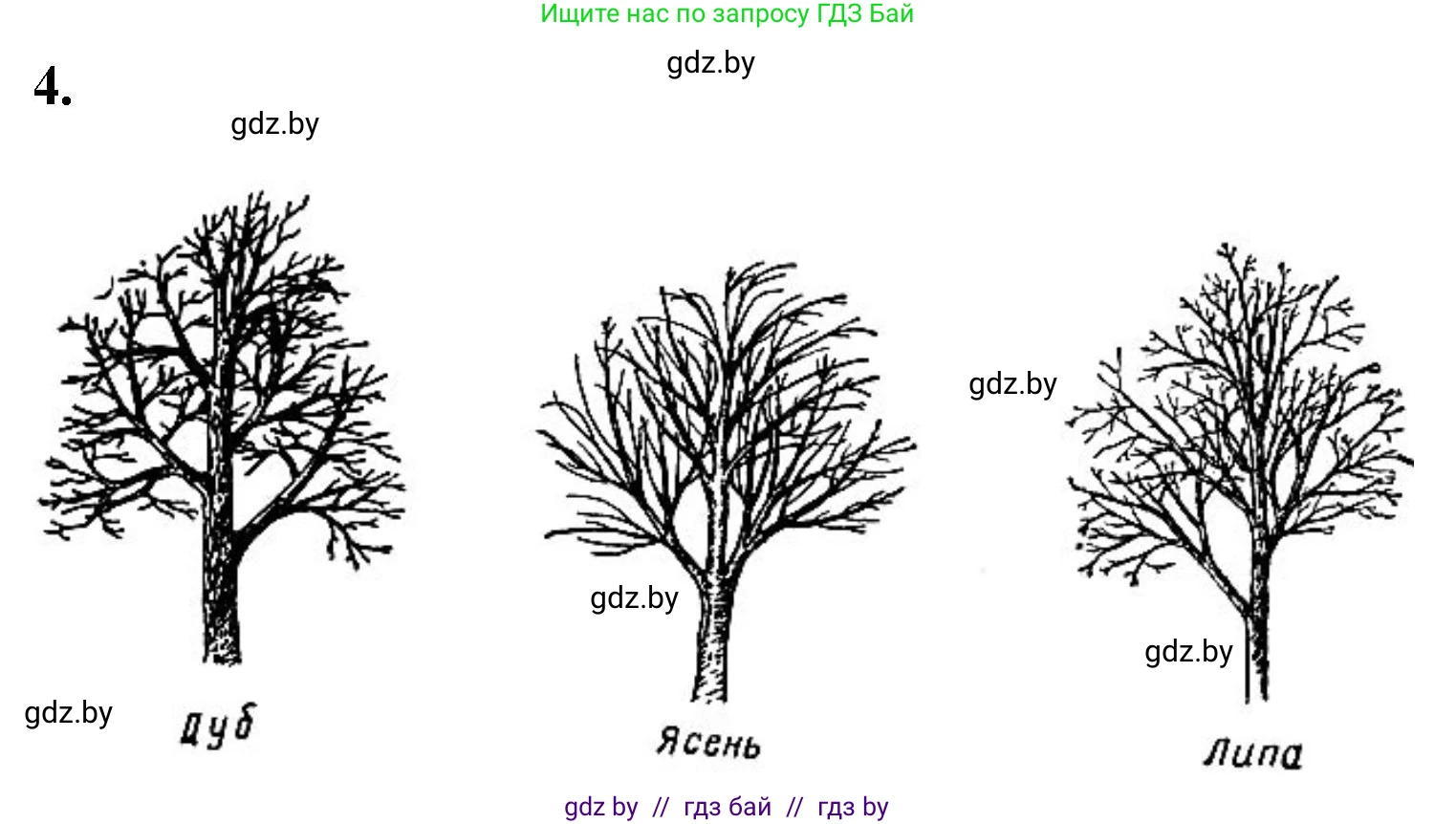 Биология, 6 класс Тетрадь для лабораторных и практических работ, авторы: Лисов Николай Дмитриевич, Борщевская Елена Валерьевна, издательство Аверсэв, Минск, 2023, салатового цвета, страница 27, номер 4, Решение
