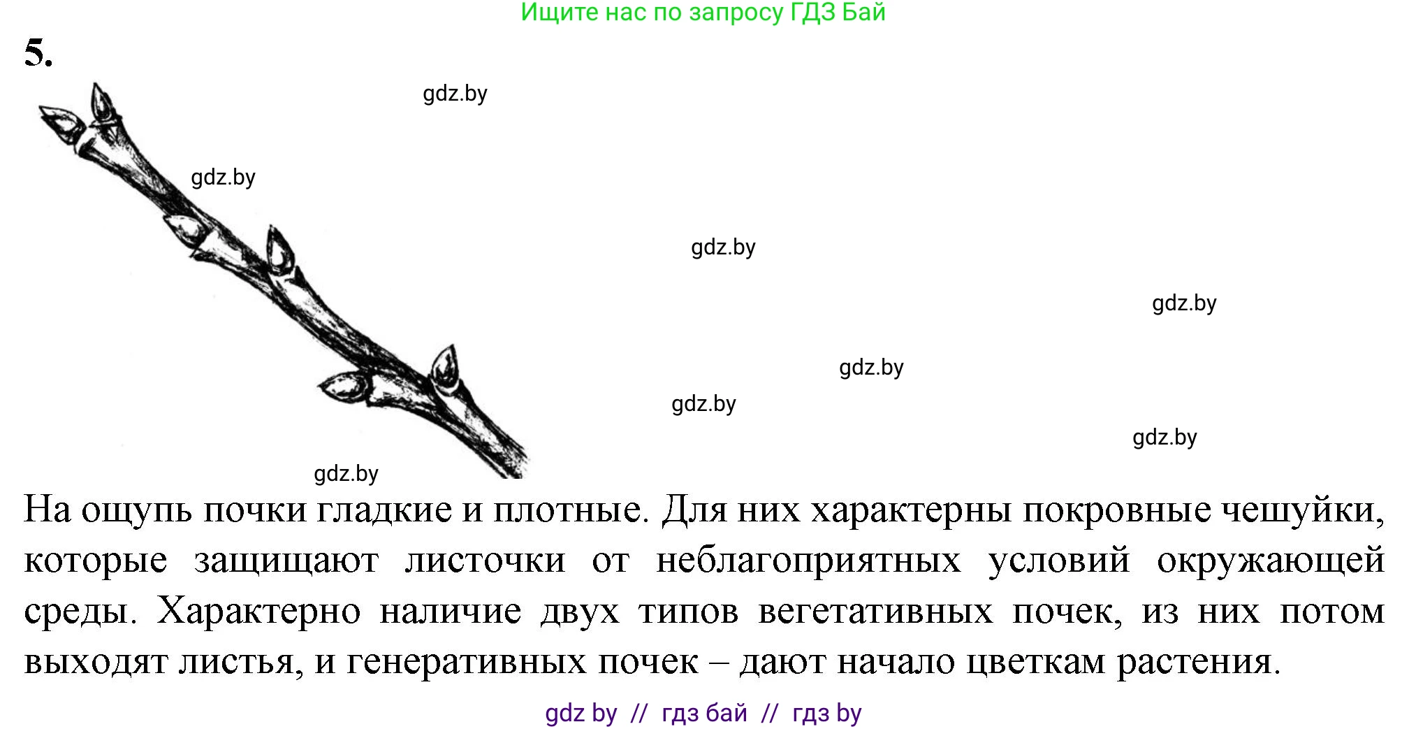 Биология, 6 класс Тетрадь для лабораторных и практических работ, авторы: Лисов Николай Дмитриевич, Борщевская Елена Валерьевна, издательство Аверсэв, Минск, 2023, салатового цвета, страница 28, номер 5, Решение