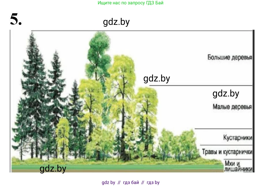 Биология, 6 класс Тетрадь для лабораторных и практических работ, авторы: Лисов Николай Дмитриевич, Борщевская Елена Валерьевна, издательство Аверсэв, Минск, 2023, салатового цвета, страница 37, номер 5, Решение