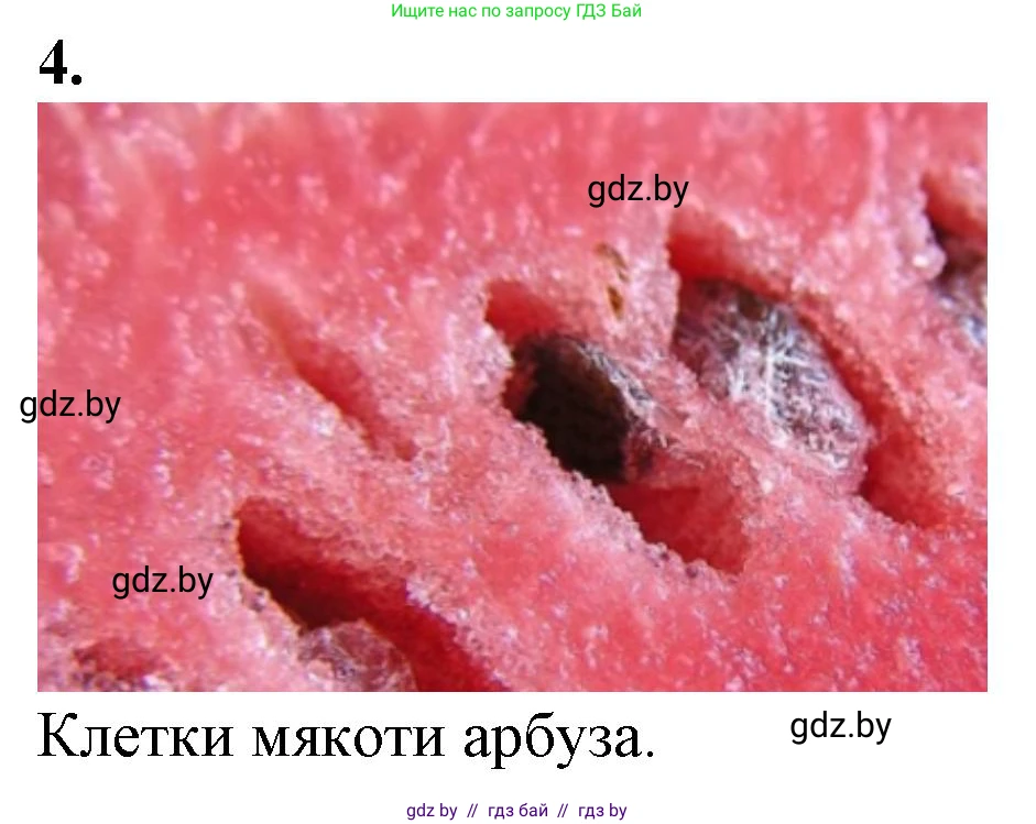 Биология, 6 класс Тетрадь для лабораторных и практических работ, авторы: Лисов Николай Дмитриевич, Борщевская Елена Валерьевна, издательство Аверсэв, Минск, 2023, салатового цвета, страница 5, номер 4, Решение