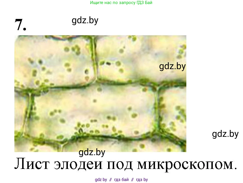Биология, 6 класс Тетрадь для лабораторных и практических работ, авторы: Лисов Николай Дмитриевич, Борщевская Елена Валерьевна, издательство Аверсэв, Минск, 2023, салатового цвета, страница 9, номер 7, Решение