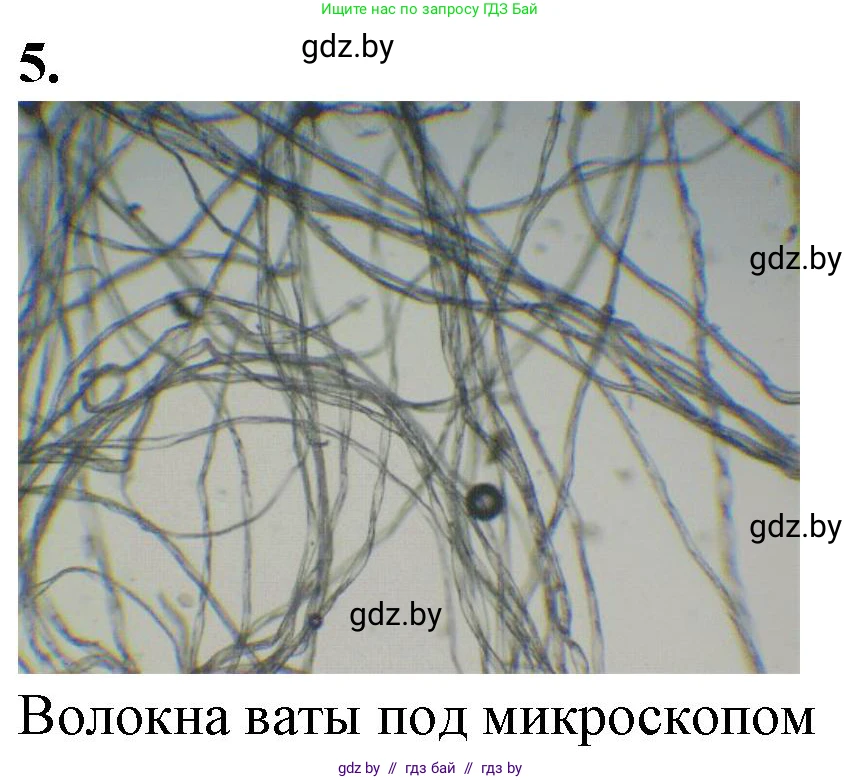 Биология, 6 класс Тетрадь для лабораторных и практических работ, авторы: Лисов Николай Дмитриевич, Борщевская Елена Валерьевна, издательство Аверсэв, Минск, 2023, салатового цвета, страница 11, номер 5, Решение