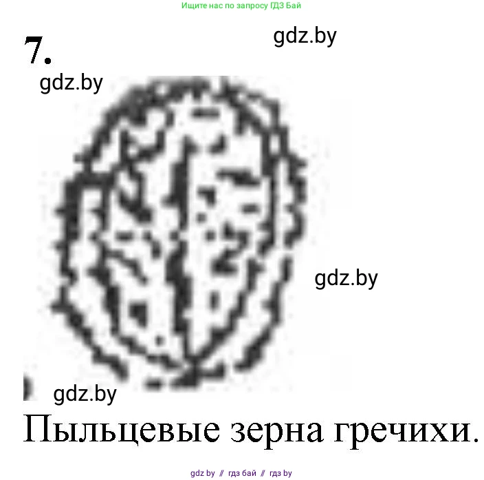Биология, 6 класс Тетрадь для лабораторных и практических работ, авторы: Лисов Николай Дмитриевич, Борщевская Елена Валерьевна, издательство Аверсэв, Минск, 2023, салатового цвета, страница 11, номер 7, Решение