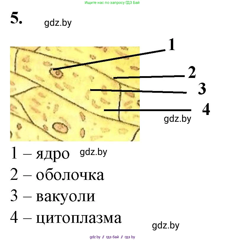 Биология, 6 класс Тетрадь для лабораторных и практических работ, авторы: Лисов Николай Дмитриевич, Борщевская Елена Валерьевна, издательство Аверсэв, Минск, 2023, салатового цвета, страница 20, номер 5, Решение