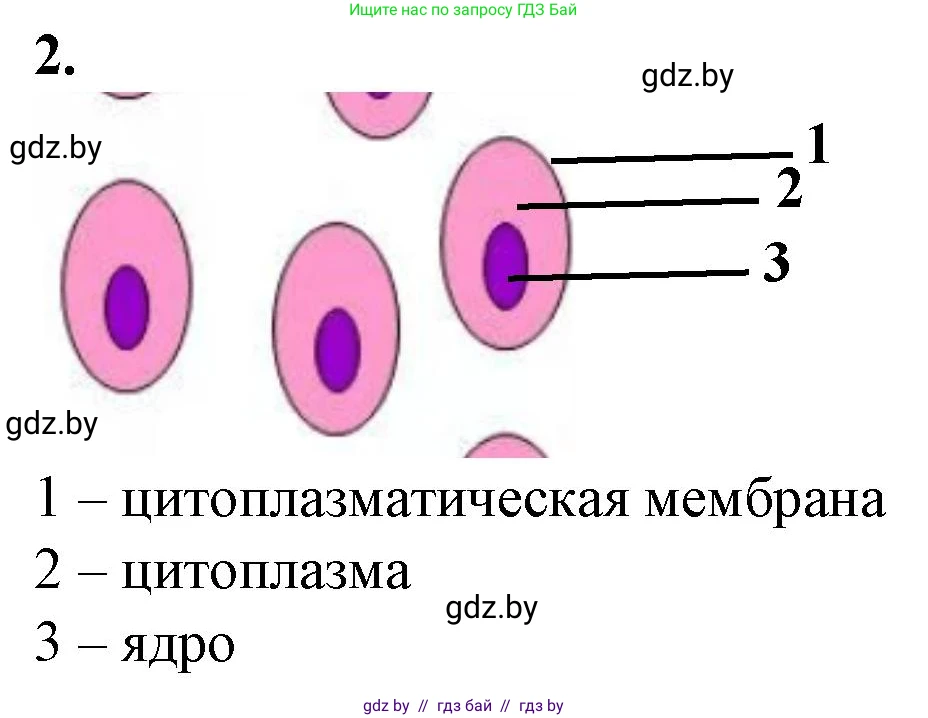 Биология, 6 класс Тетрадь для лабораторных и практических работ, авторы: Лисов Николай Дмитриевич, Борщевская Елена Валерьевна, издательство Аверсэв, Минск, 2023, салатового цвета, страница 25, номер 2, Решение