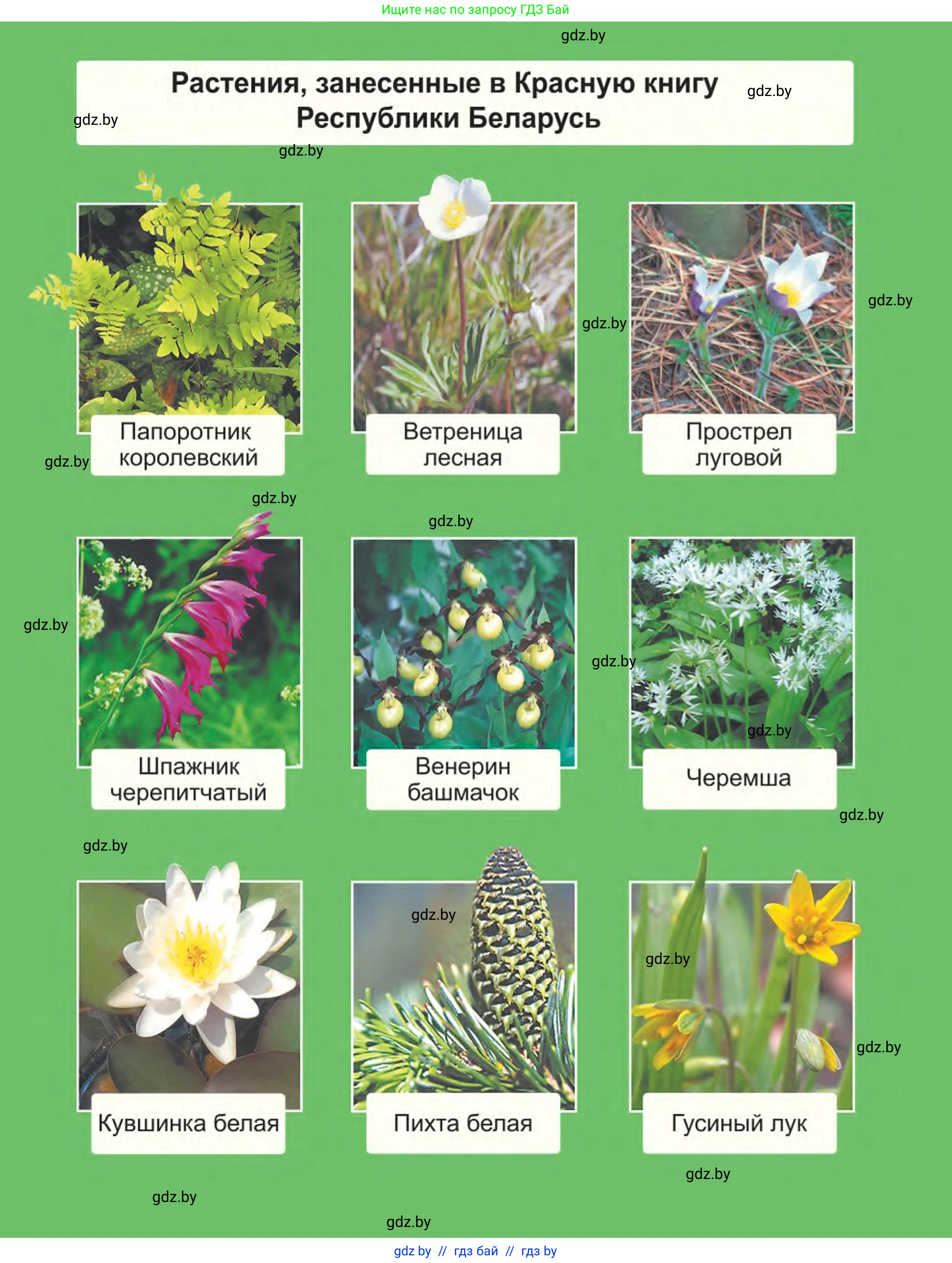 Биология, 6 класс Учебник, автор: Лисов Николай Дмитриевич, издательство Народная асвета, Минск, 2021, зелёного цвета, 