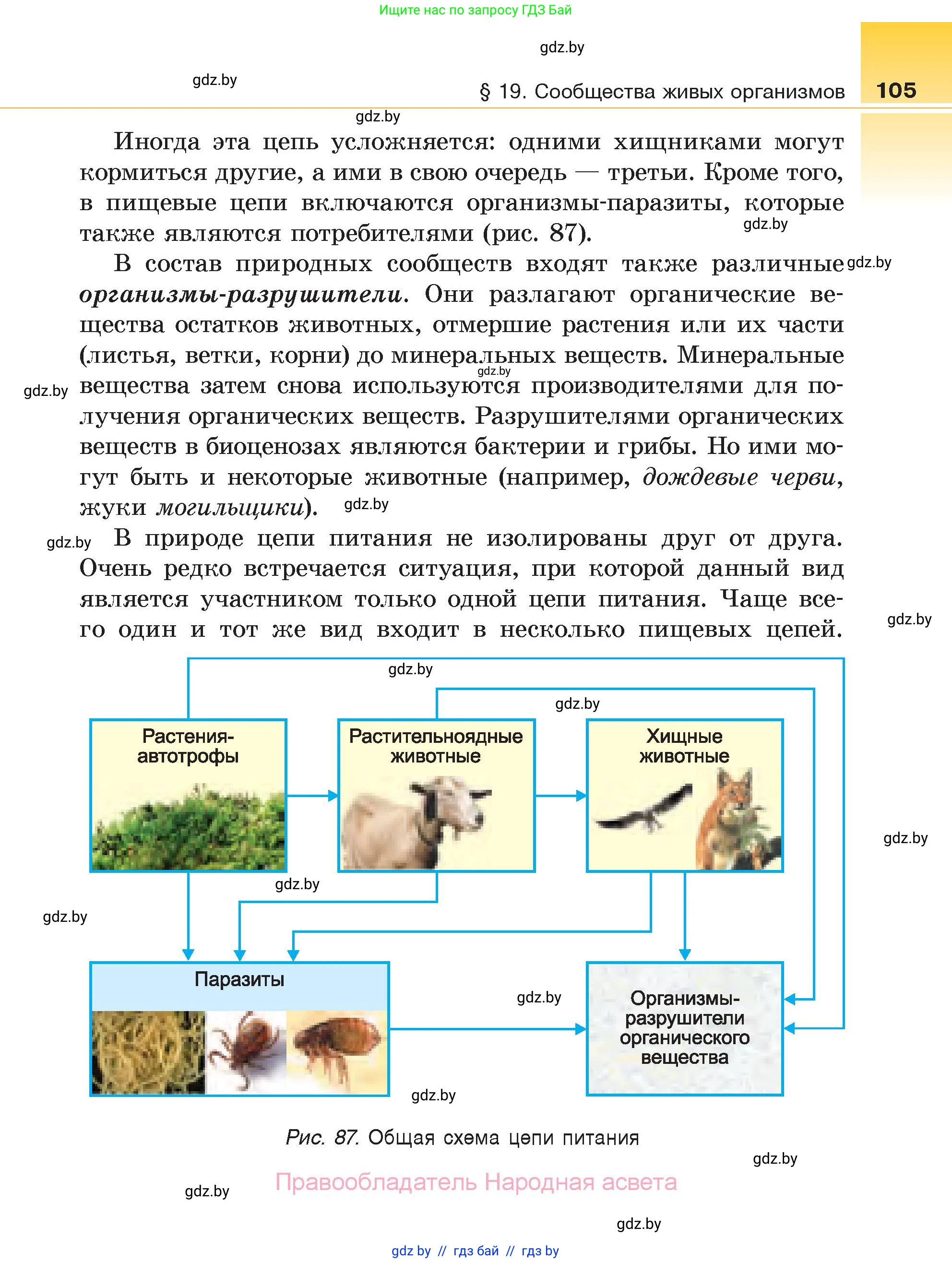 Биология, 6 класс Учебник, автор: Лисов Николай Дмитриевич, издательство Народная асвета, Минск, 2021, зелёного цвета, страница 105