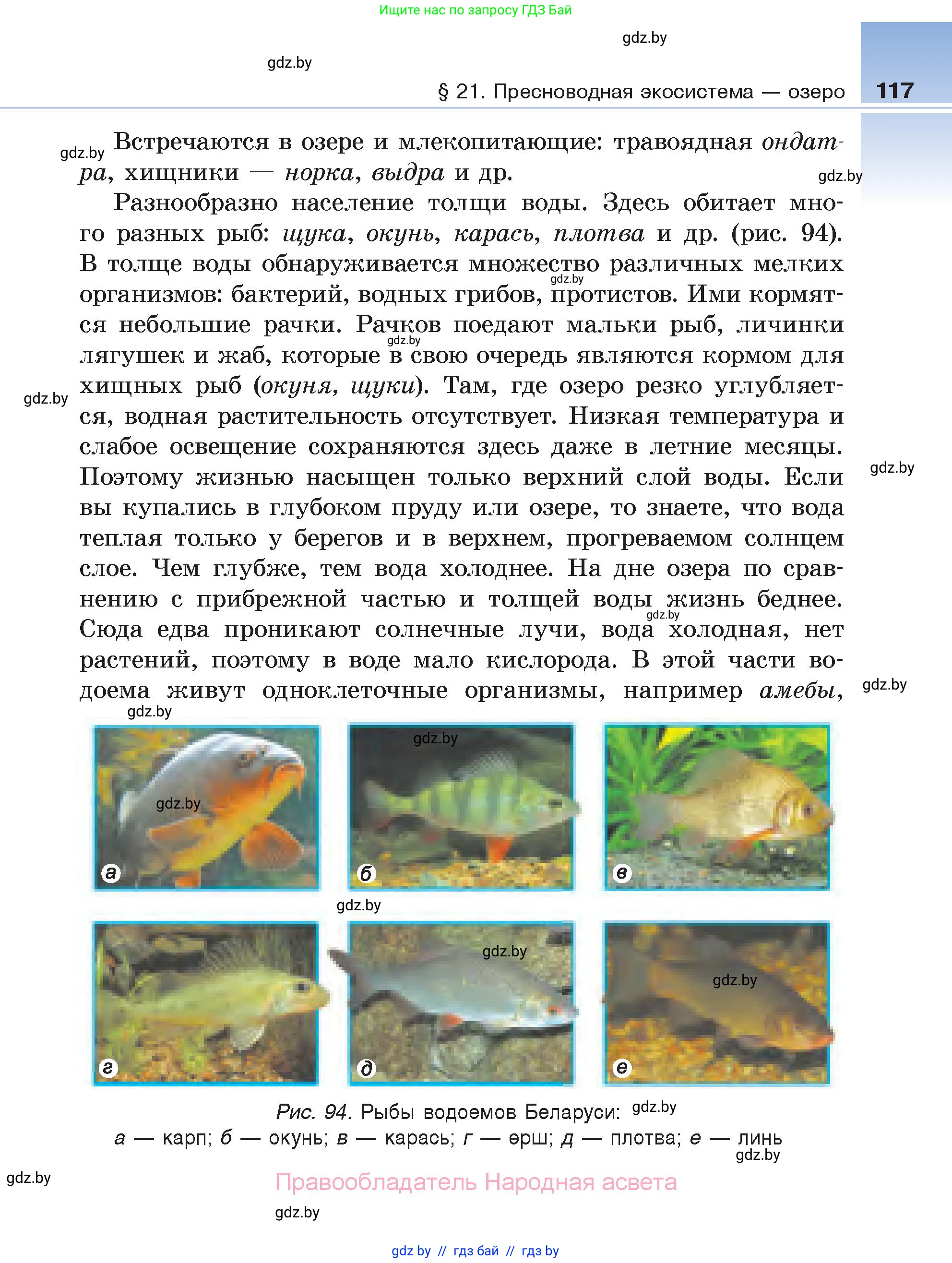 Биология, 6 класс Учебник, автор: Лисов Николай Дмитриевич, издательство Народная асвета, Минск, 2021, зелёного цвета, страница 117