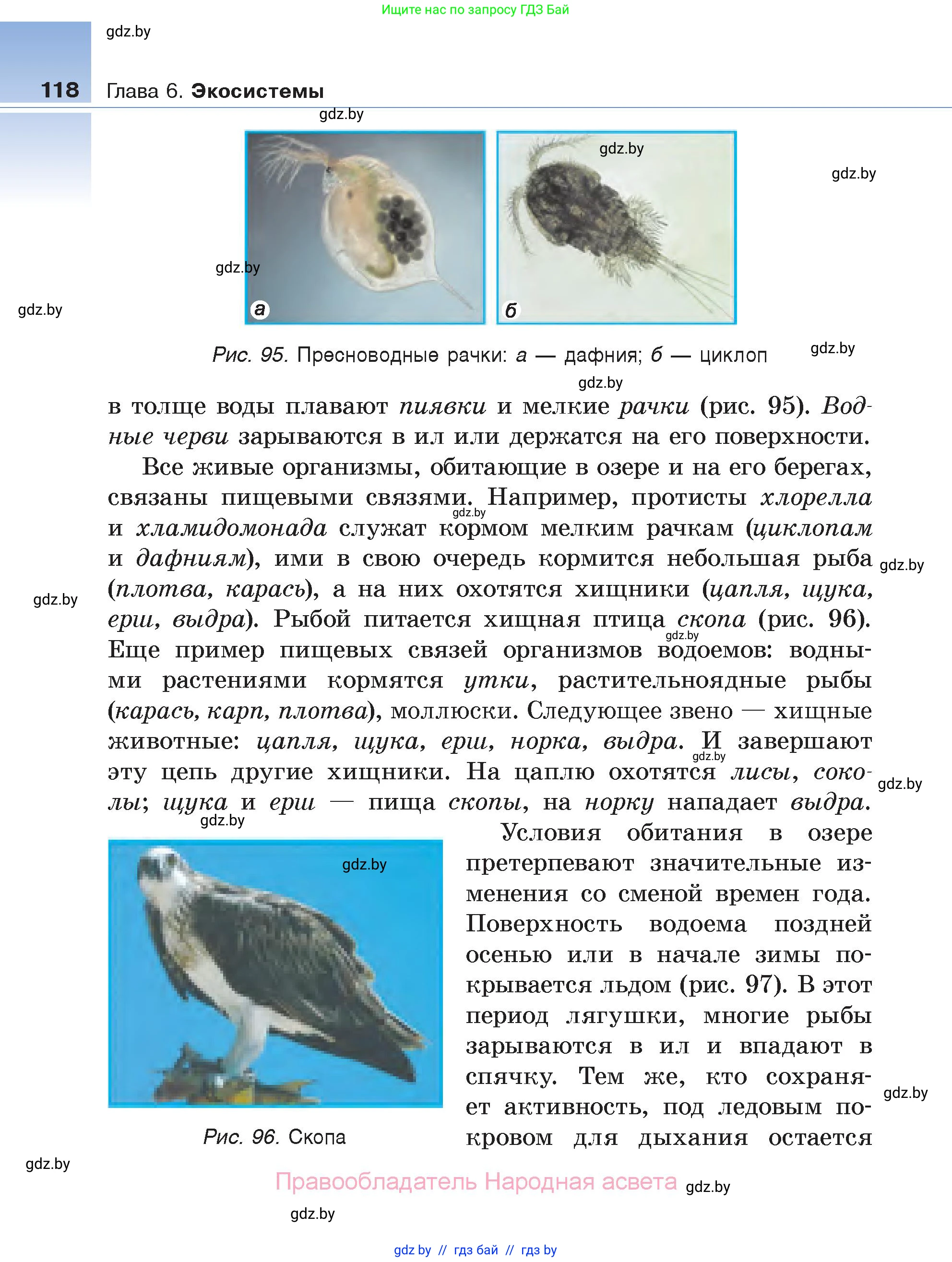 Биология, 6 класс Учебник, автор: Лисов Николай Дмитриевич, издательство Народная асвета, Минск, 2021, зелёного цвета, страница 118