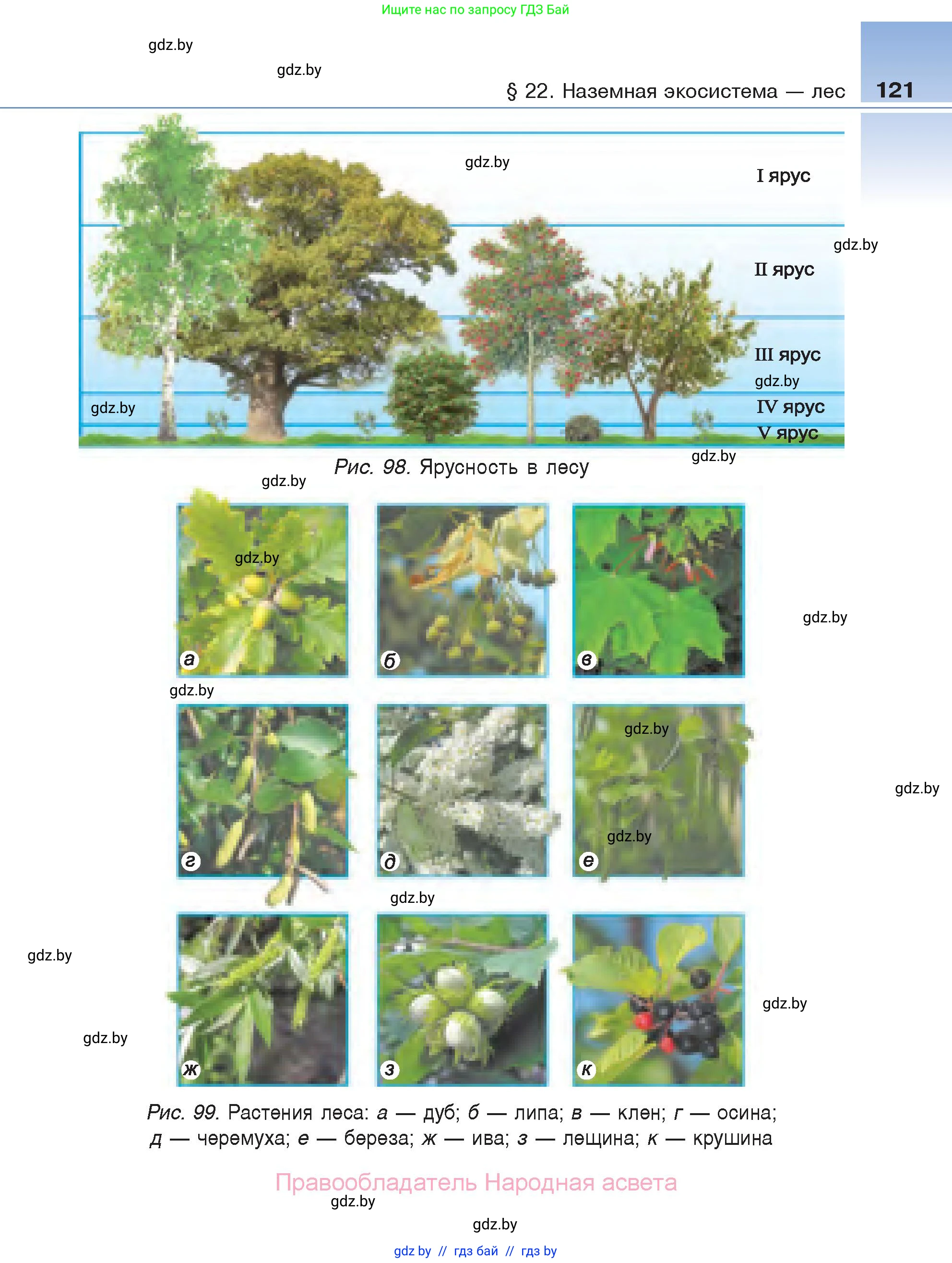 Биология, 6 класс Учебник, автор: Лисов Николай Дмитриевич, издательство Народная асвета, Минск, 2021, зелёного цвета, страница 121