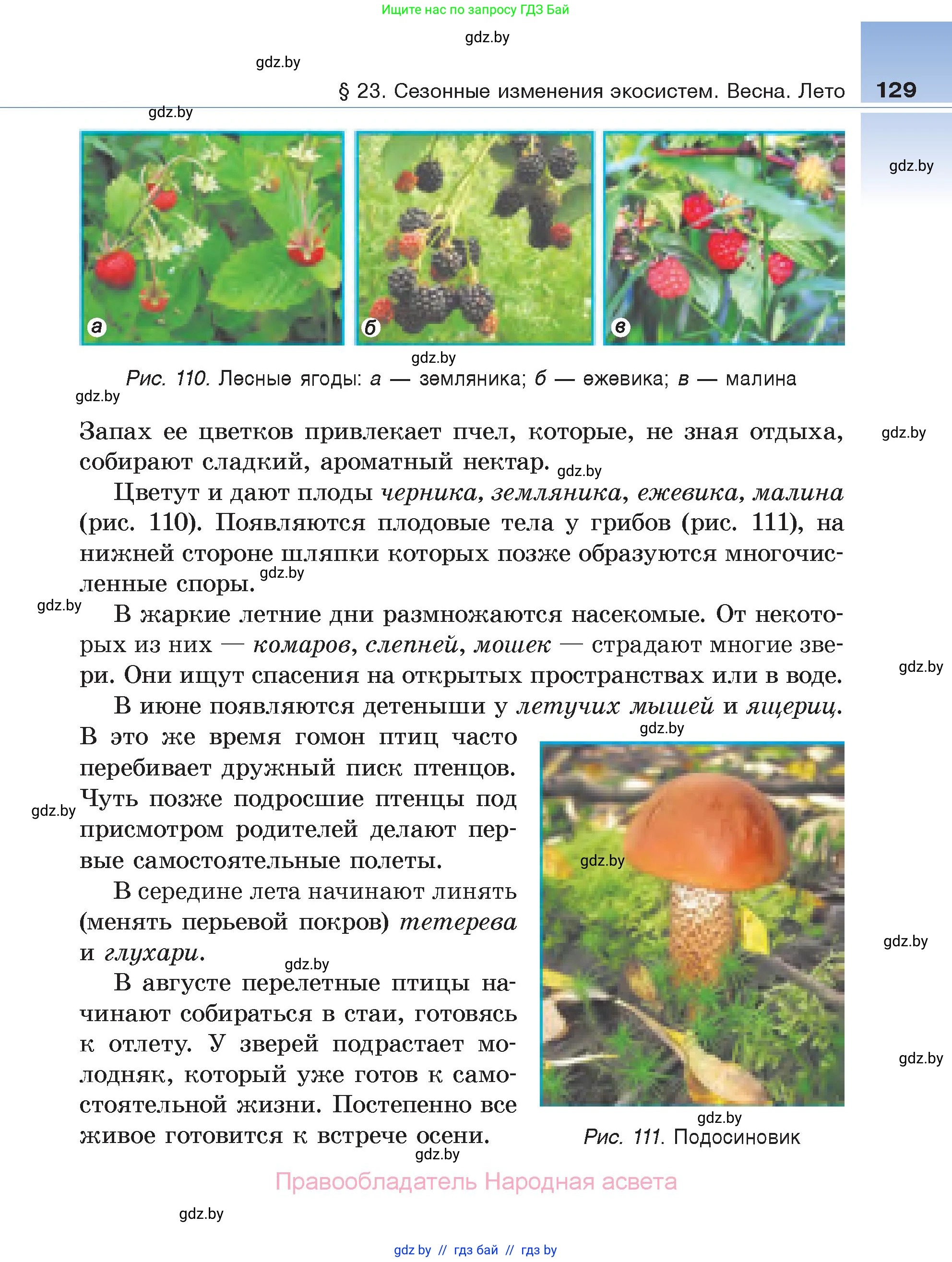 Биология, 6 класс Учебник, автор: Лисов Николай Дмитриевич, издательство Народная асвета, Минск, 2021, зелёного цвета, страница 129
