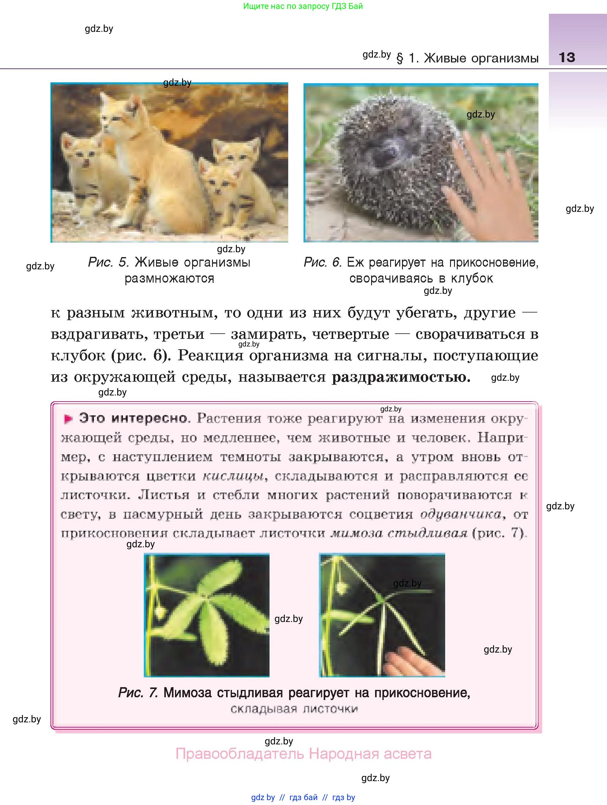 Биология, 6 класс Учебник, автор: Лисов Николай Дмитриевич, издательство Народная асвета, Минск, 2021, зелёного цвета, страница 13