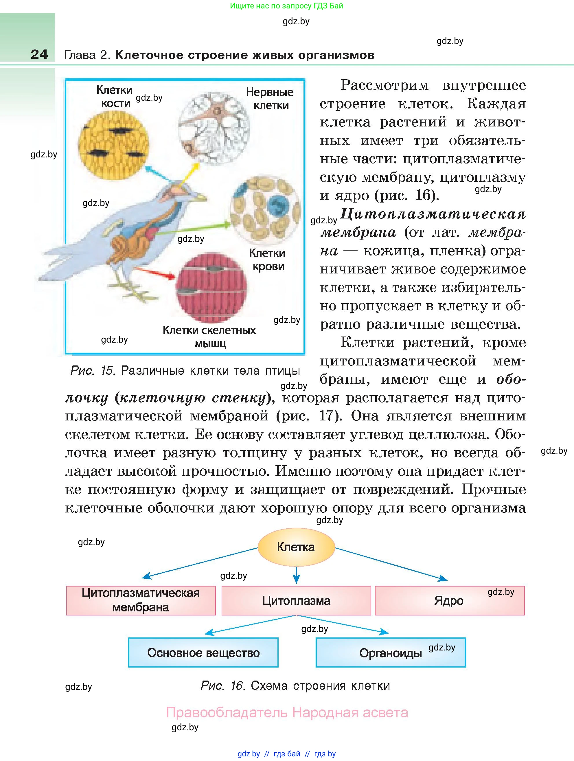 Биология, 6 класс Учебник, автор: Лисов Николай Дмитриевич, издательство Народная асвета, Минск, 2021, зелёного цвета, страница 24