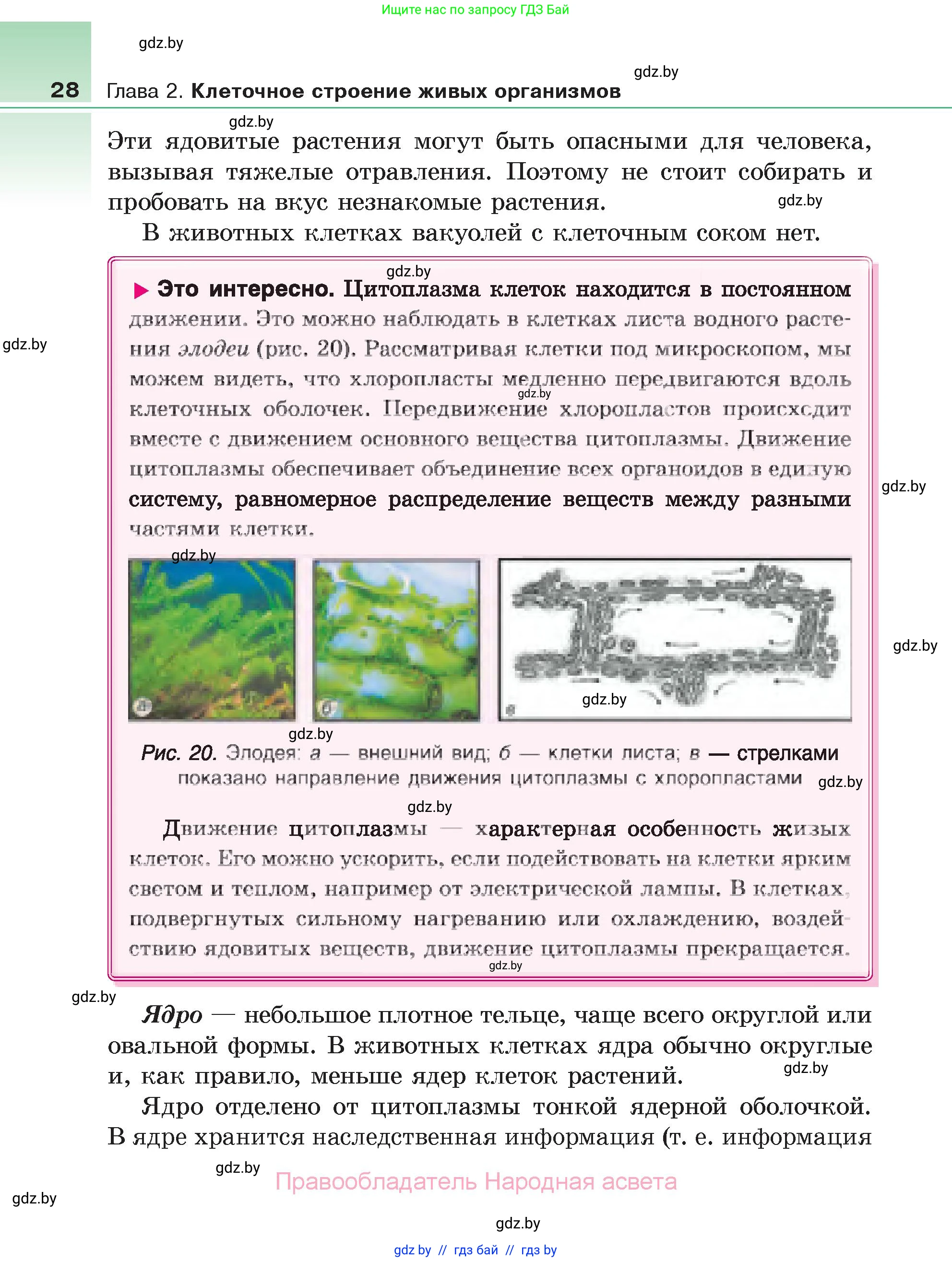 Биология, 6 класс Учебник, автор: Лисов Николай Дмитриевич, издательство Народная асвета, Минск, 2021, зелёного цвета, страница 28