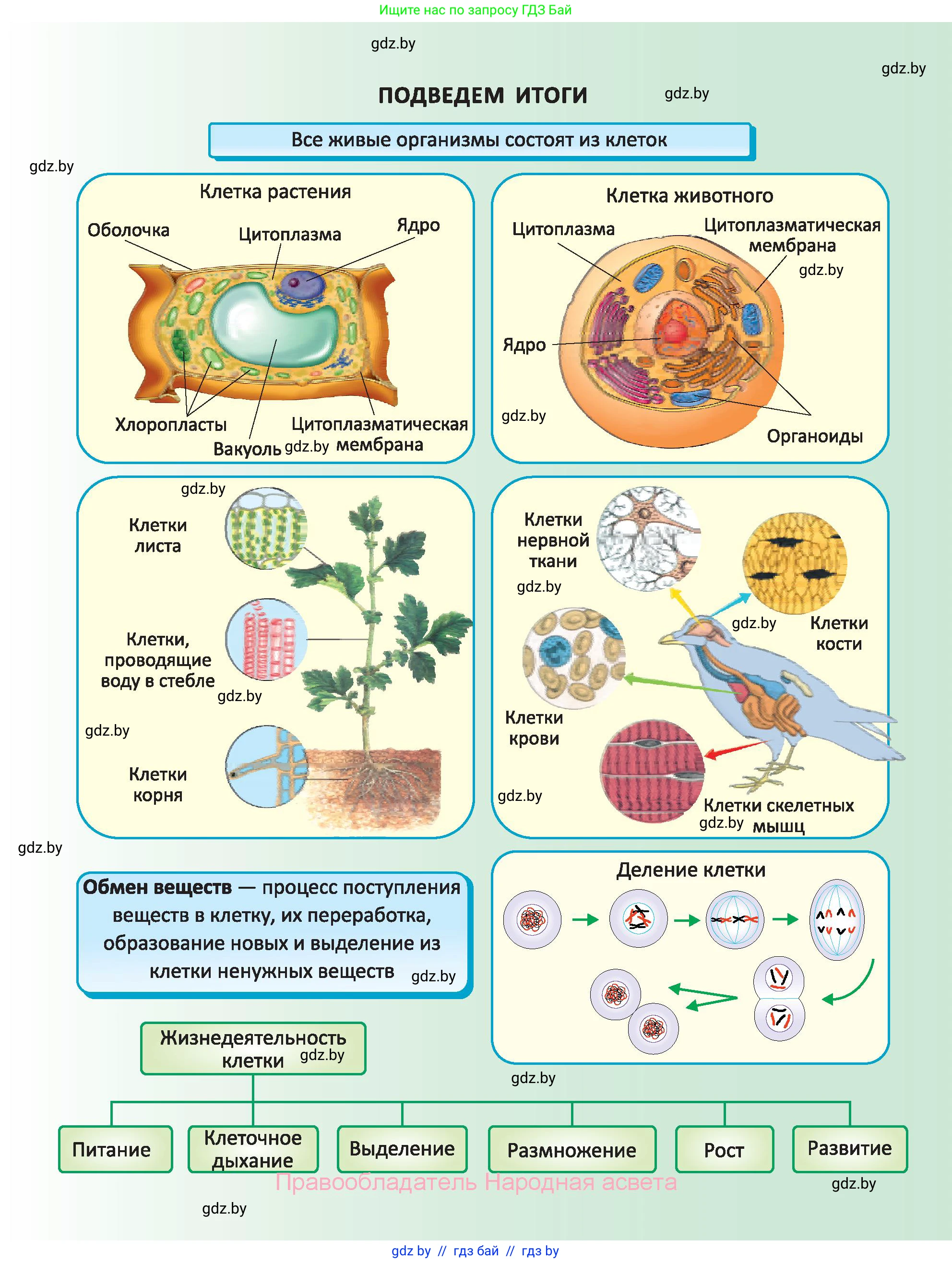 Биология, 6 класс Учебник, автор: Лисов Николай Дмитриевич, издательство Народная асвета, Минск, 2021, зелёного цвета, страница 35