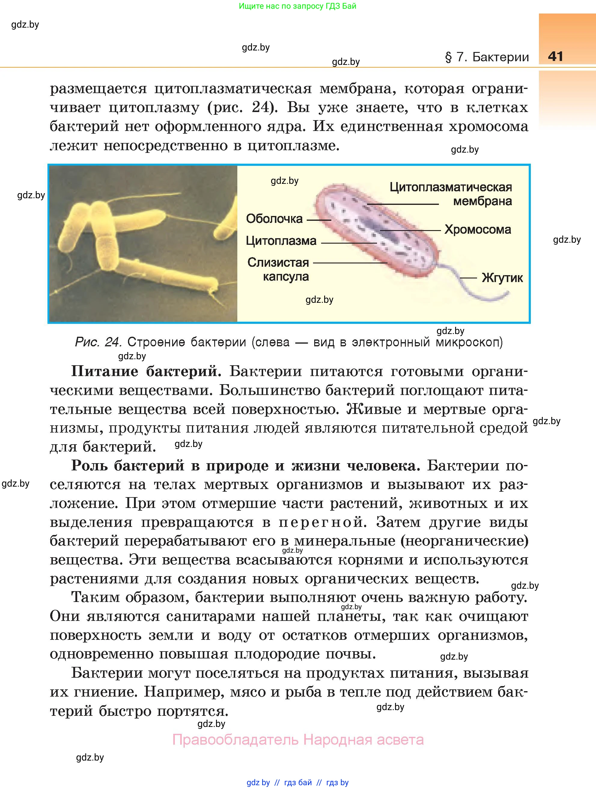 Биология, 6 класс Учебник, автор: Лисов Николай Дмитриевич, издательство Народная асвета, Минск, 2021, зелёного цвета, страница 41