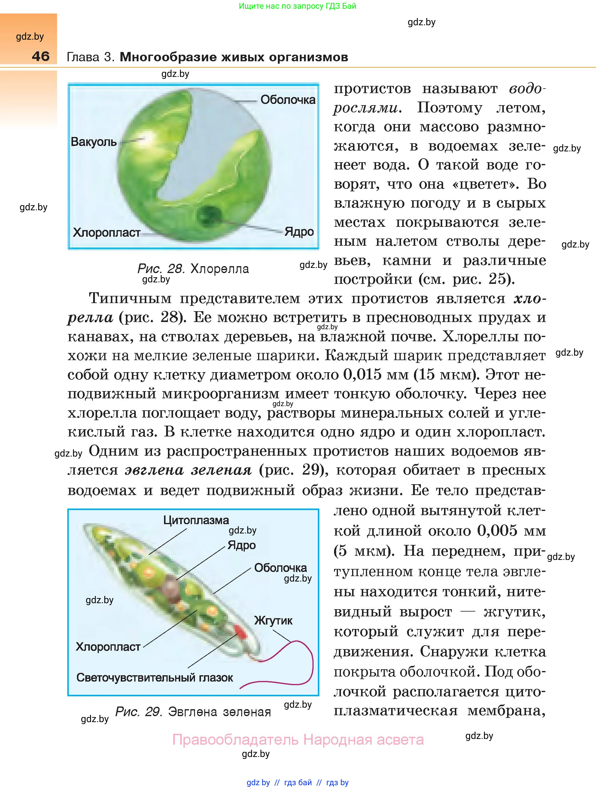 Биология, 6 класс Учебник, автор: Лисов Николай Дмитриевич, издательство Народная асвета, Минск, 2021, зелёного цвета, страница 46