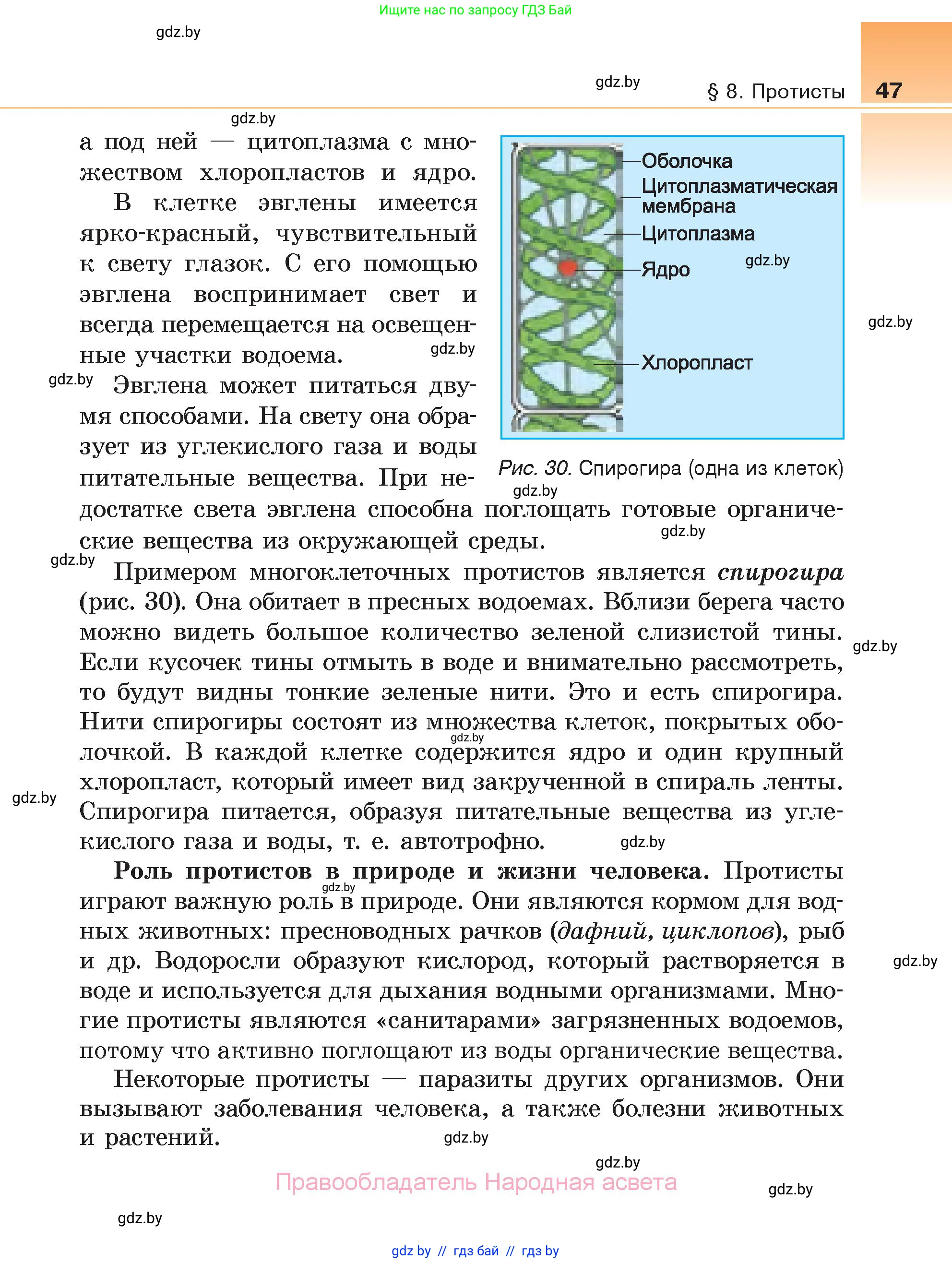 Биология, 6 класс Учебник, автор: Лисов Николай Дмитриевич, издательство Народная асвета, Минск, 2021, зелёного цвета, страница 47
