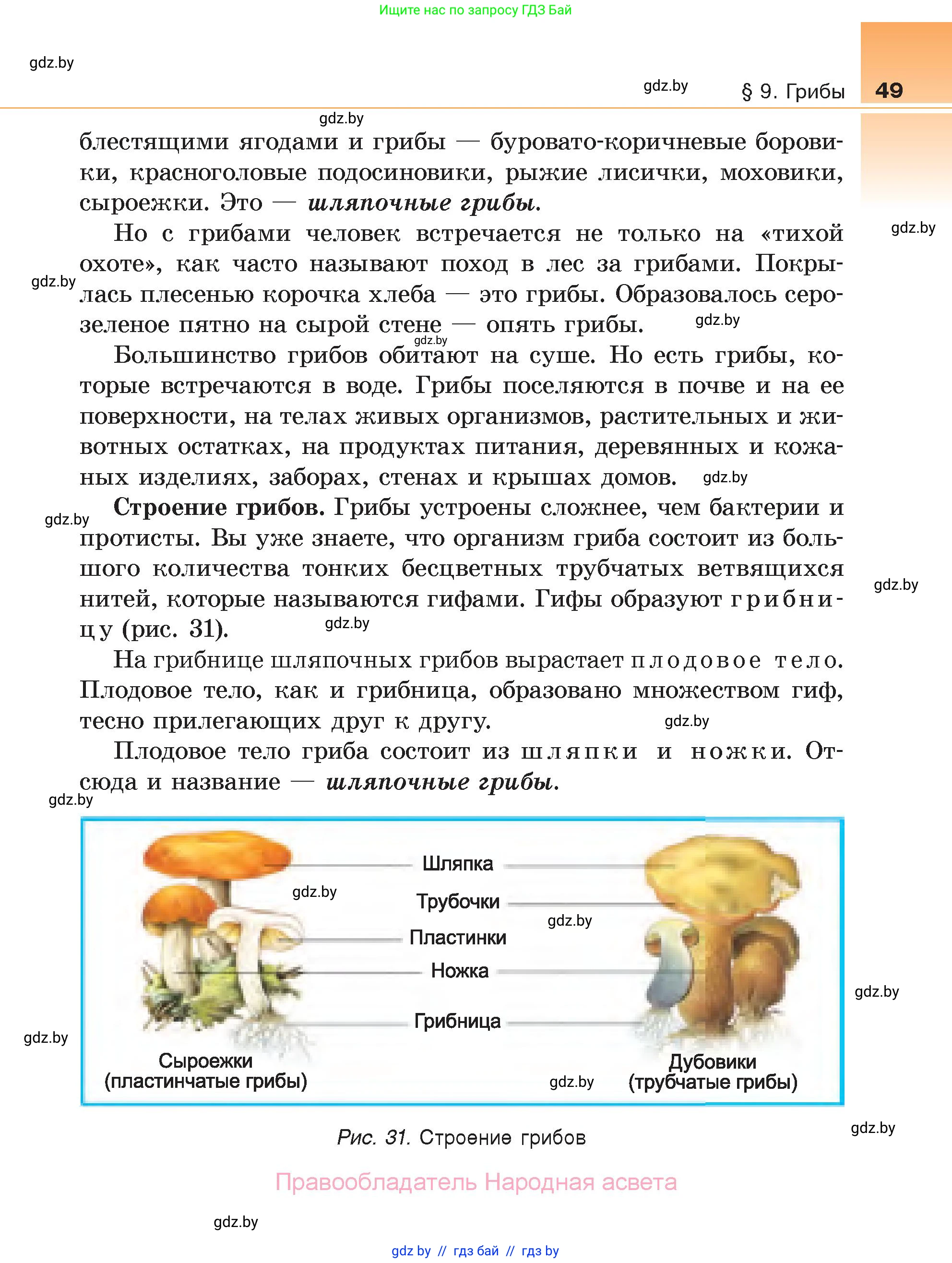 Биология, 6 класс Учебник, автор: Лисов Николай Дмитриевич, издательство Народная асвета, Минск, 2021, зелёного цвета, страница 49