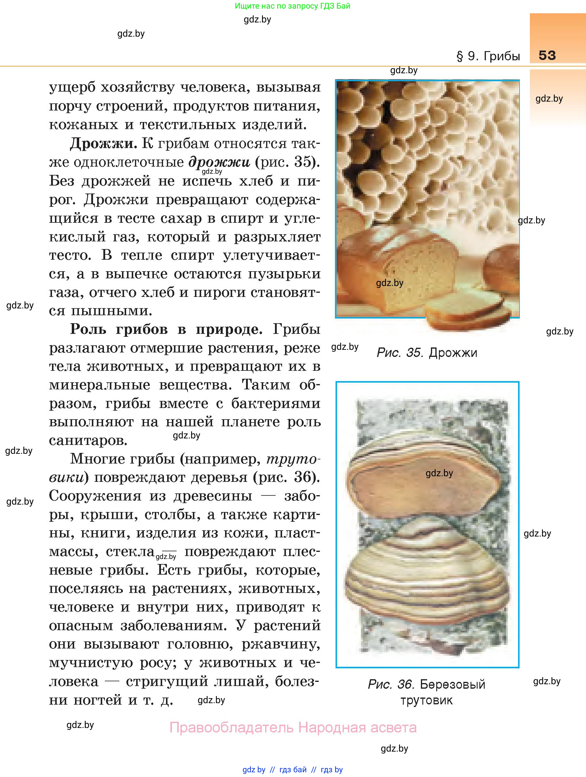 Биология, 6 класс Учебник, автор: Лисов Николай Дмитриевич, издательство Народная асвета, Минск, 2021, зелёного цвета, страница 53