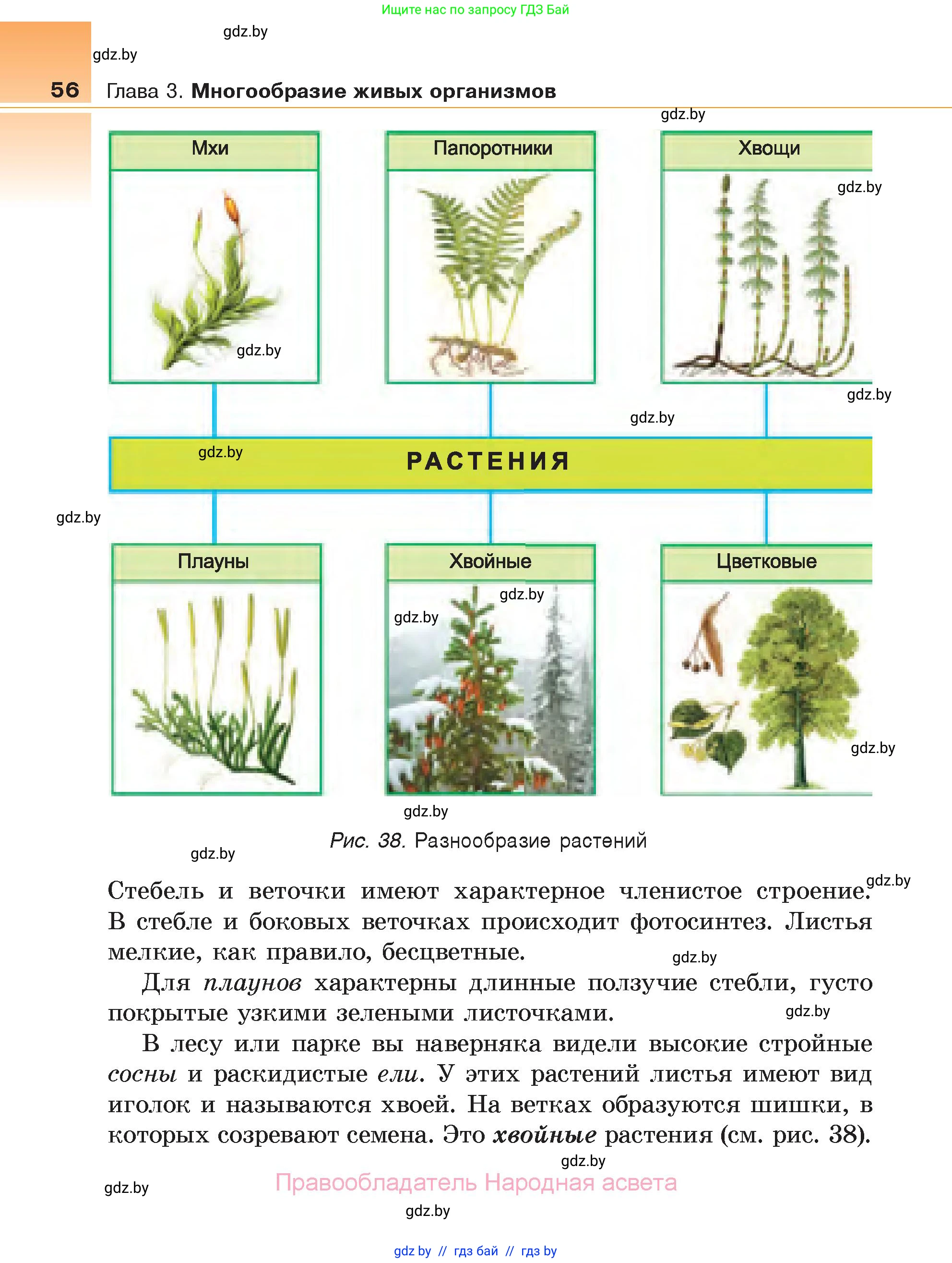 Биология, 6 класс Учебник, автор: Лисов Николай Дмитриевич, издательство Народная асвета, Минск, 2021, зелёного цвета, страница 56