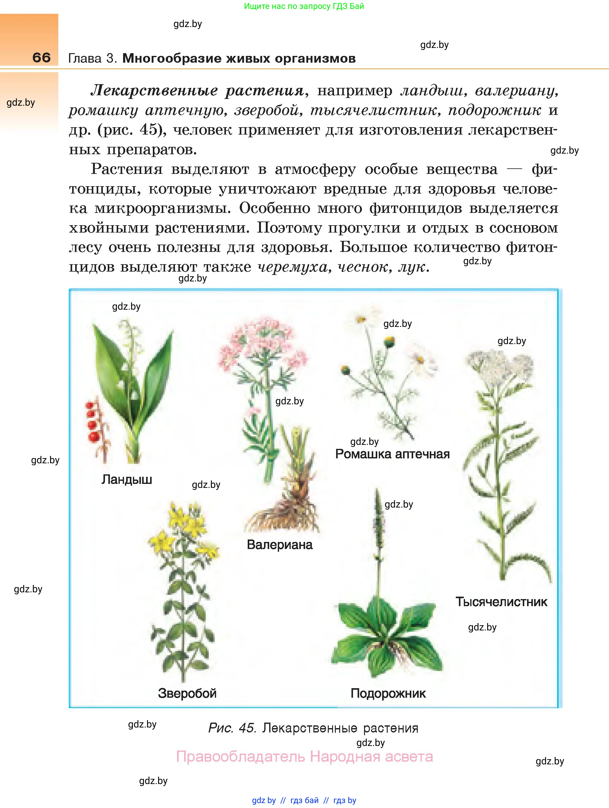 Биология, 6 класс Учебник, автор: Лисов Николай Дмитриевич, издательство Народная асвета, Минск, 2021, зелёного цвета, страница 66