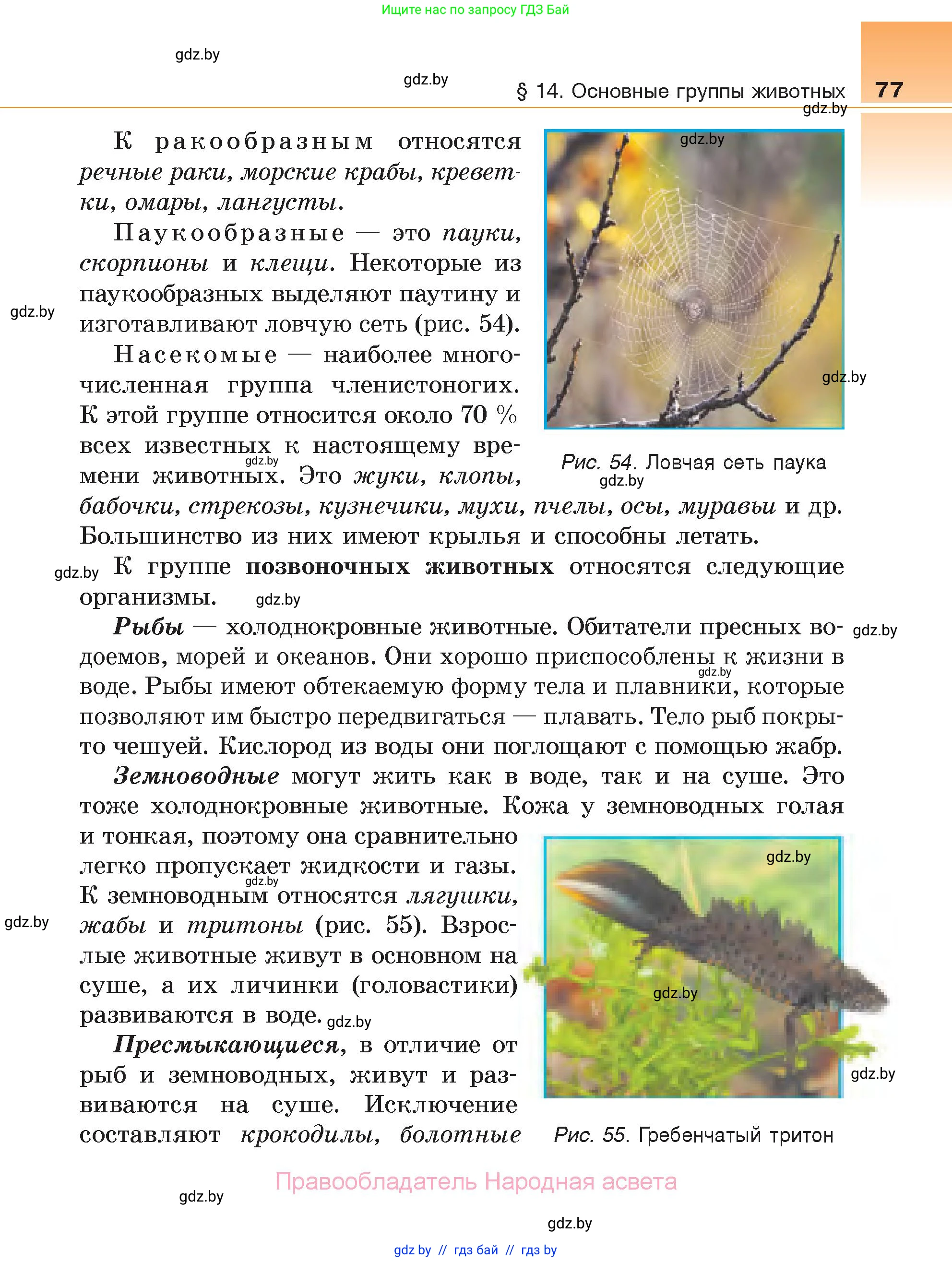 Биология, 6 класс Учебник, автор: Лисов Николай Дмитриевич, издательство Народная асвета, Минск, 2021, зелёного цвета, страница 77