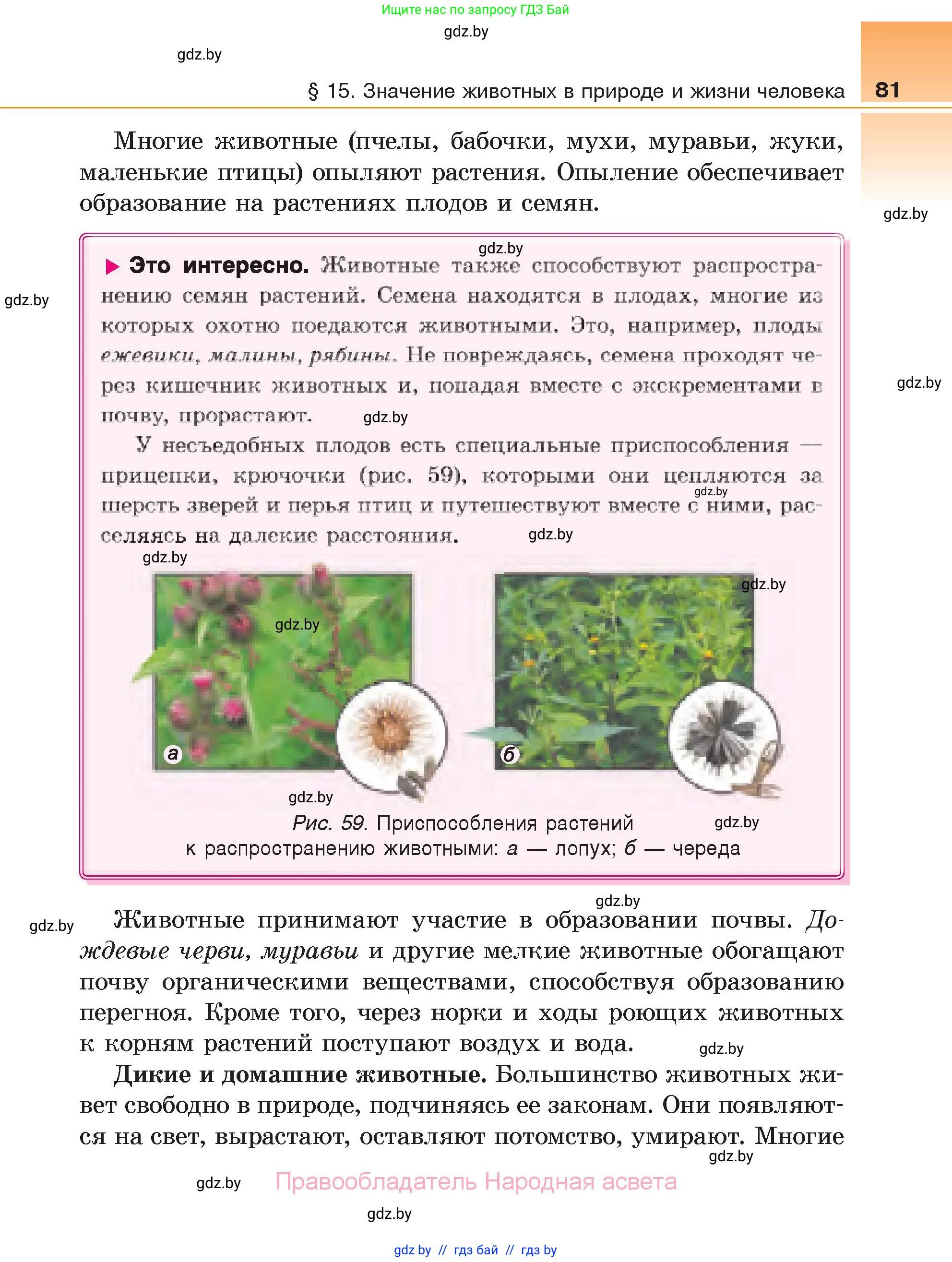 Биология, 6 класс Учебник, автор: Лисов Николай Дмитриевич, издательство Народная асвета, Минск, 2021, зелёного цвета, страница 81