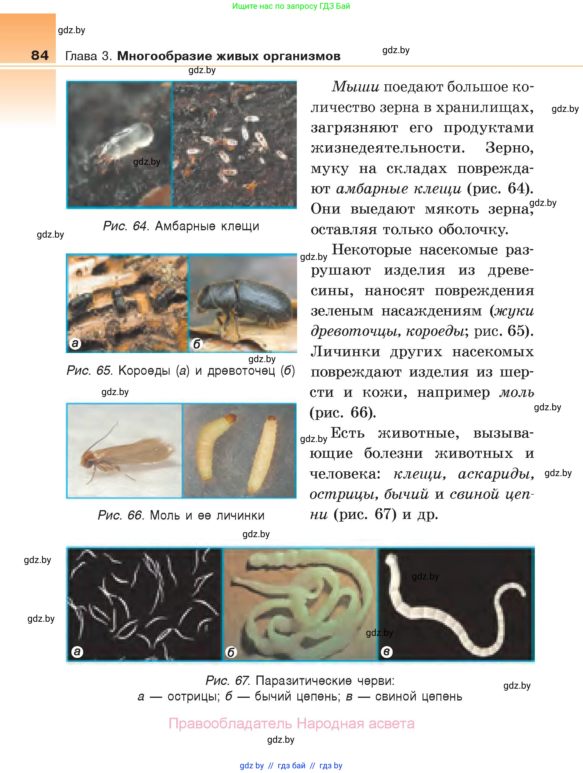 Биология, 6 класс Учебник, автор: Лисов Николай Дмитриевич, издательство Народная асвета, Минск, 2021, зелёного цвета, страница 84