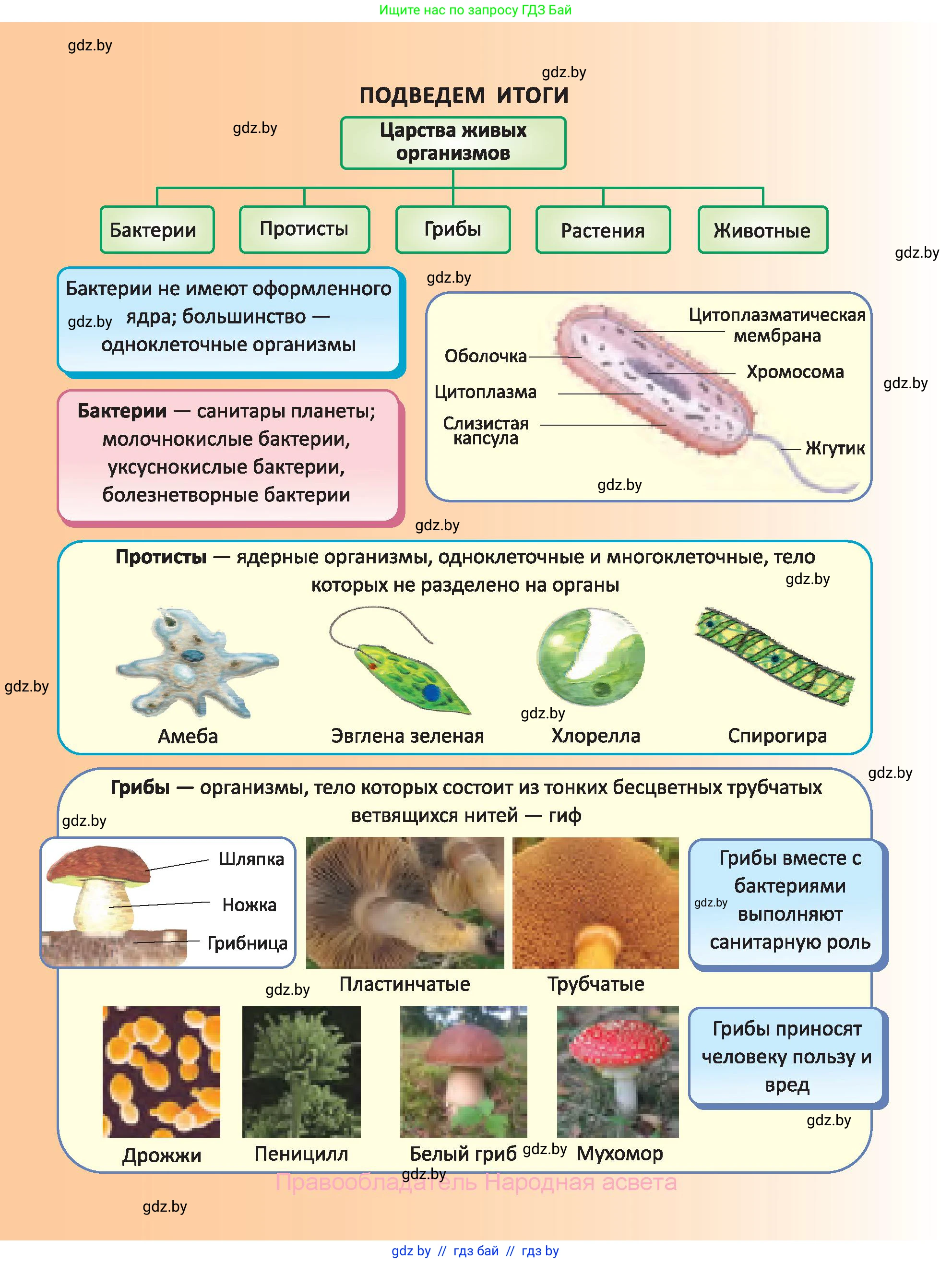 Биология, 6 класс Учебник, автор: Лисов Николай Дмитриевич, издательство Народная асвета, Минск, 2021, зелёного цвета, страница 86