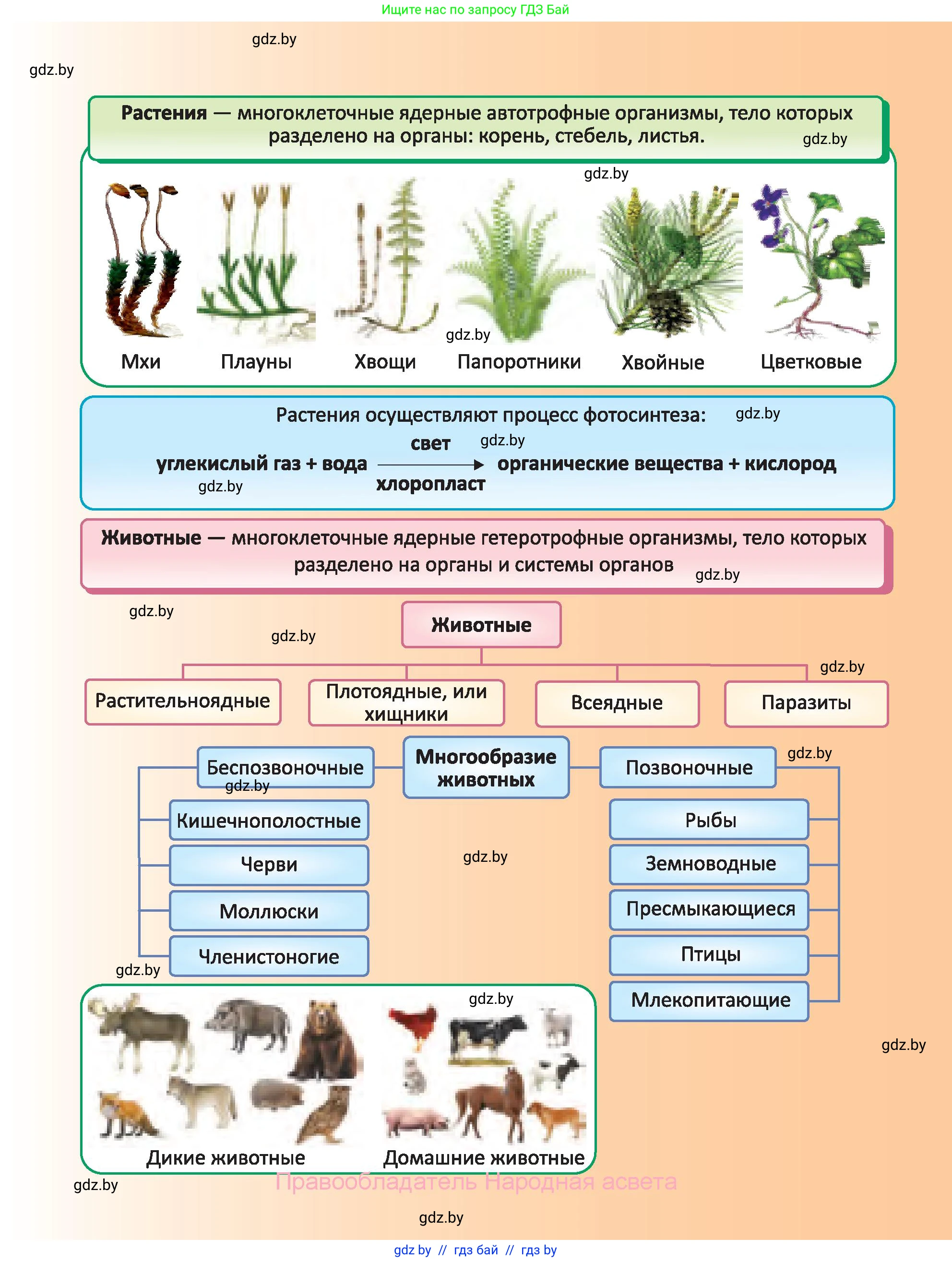Биология, 6 класс Учебник, автор: Лисов Николай Дмитриевич, издательство Народная асвета, Минск, 2021, зелёного цвета, страница 87