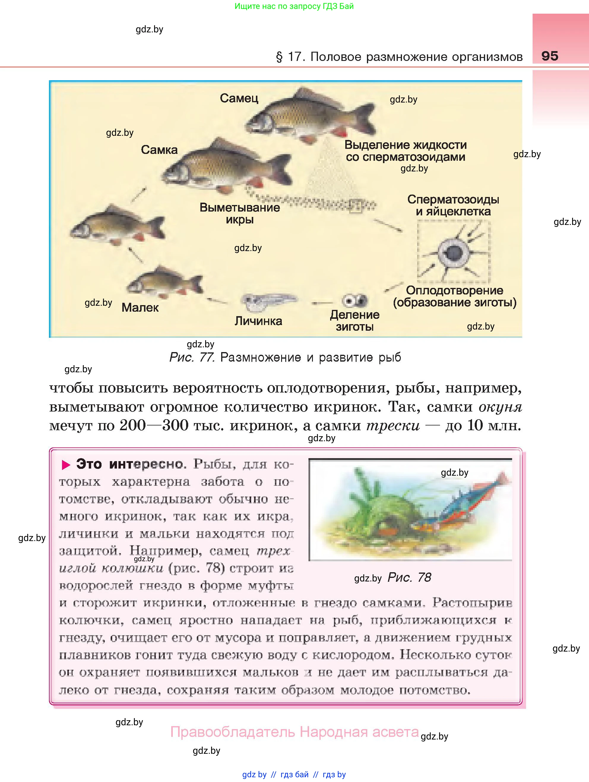 Биология, 6 класс Учебник, автор: Лисов Николай Дмитриевич, издательство Народная асвета, Минск, 2021, зелёного цвета, страница 95