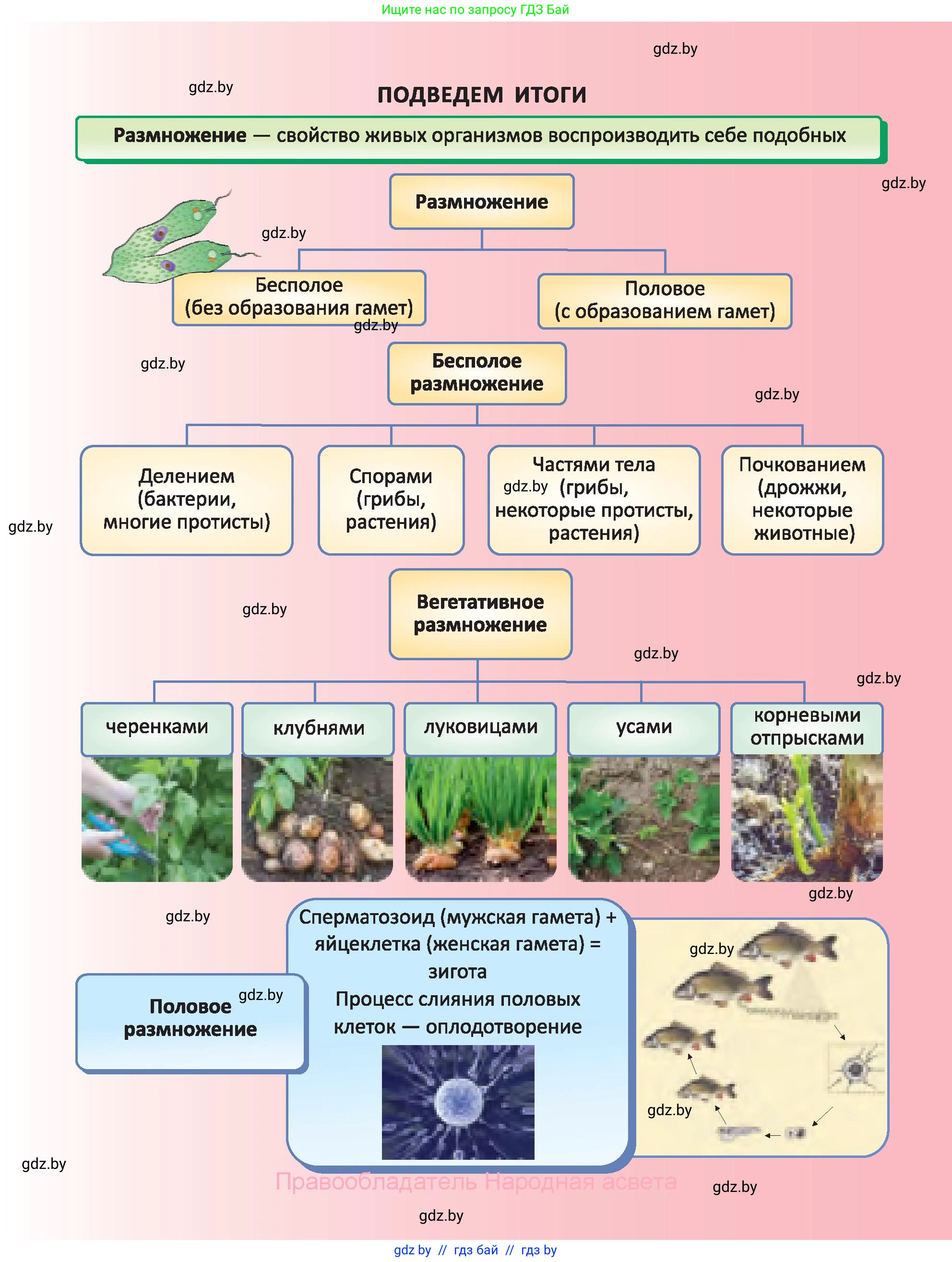 Биология, 6 класс Учебник, автор: Лисов Николай Дмитриевич, издательство Народная асвета, Минск, 2021, зелёного цвета, страница 97