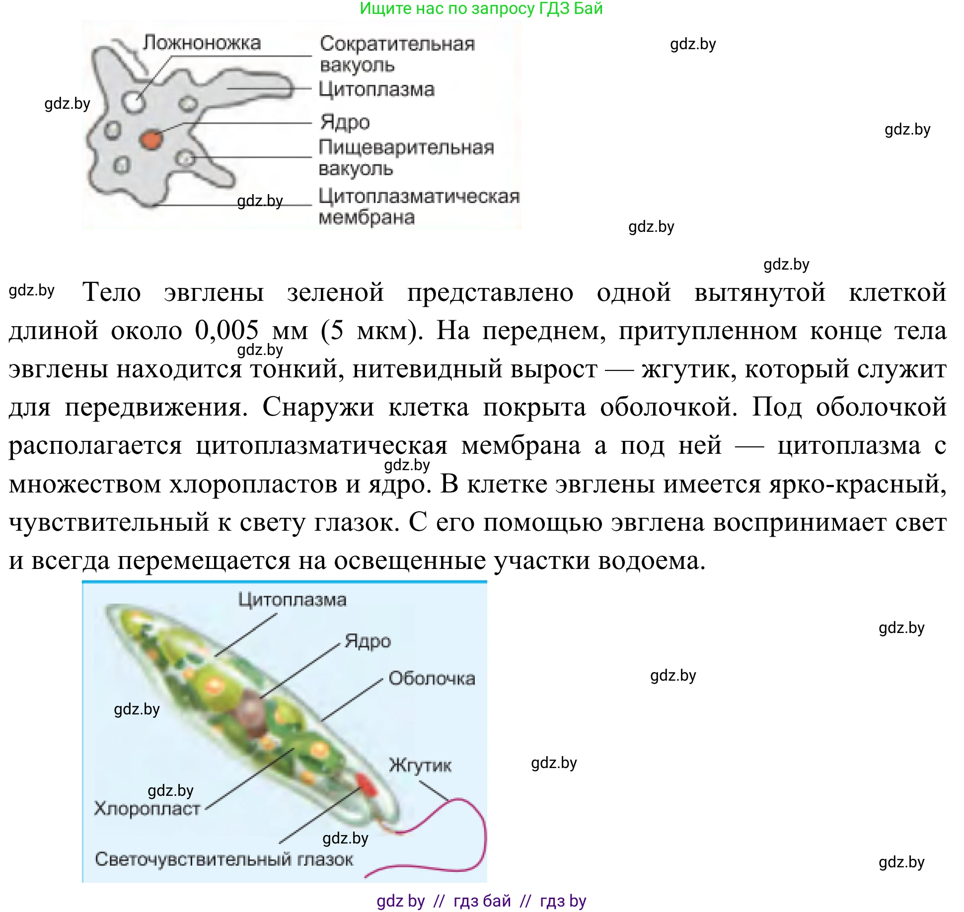 Биология, 6 класс Учебник, автор: Лисов Николай Дмитриевич, издательство Народная асвета, Минск, 2021, зелёного цвета, страница 48, номер 4, Решение (продолжение 2)