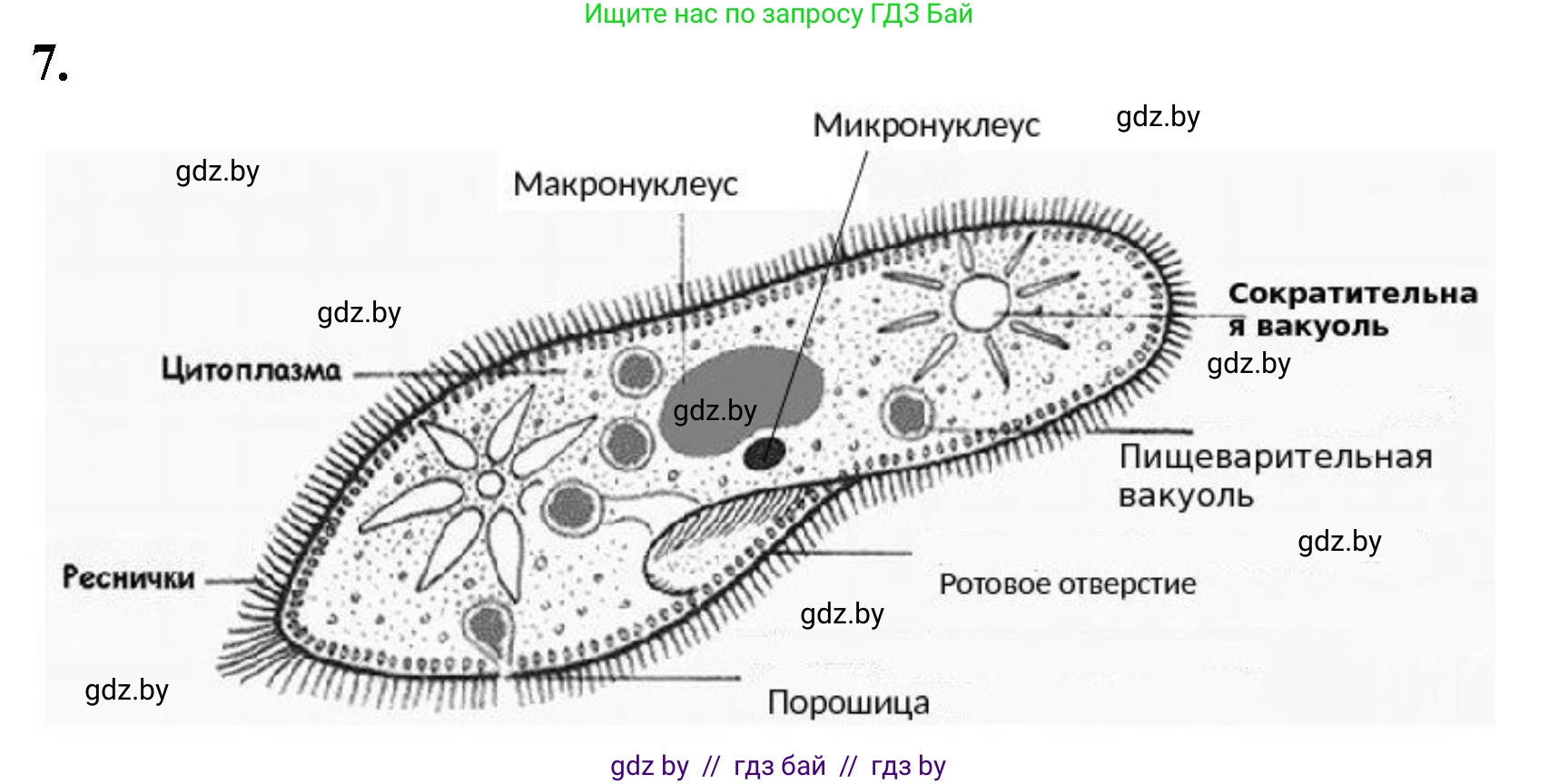 Биология, 7 класс Тетрадь для лабораторных и практических работ, автор: Лисов Николай Дмитриевич, издательство Аверсэв, Минск, 2022, зелёного цвета, страница 5, номер 7, Решение
