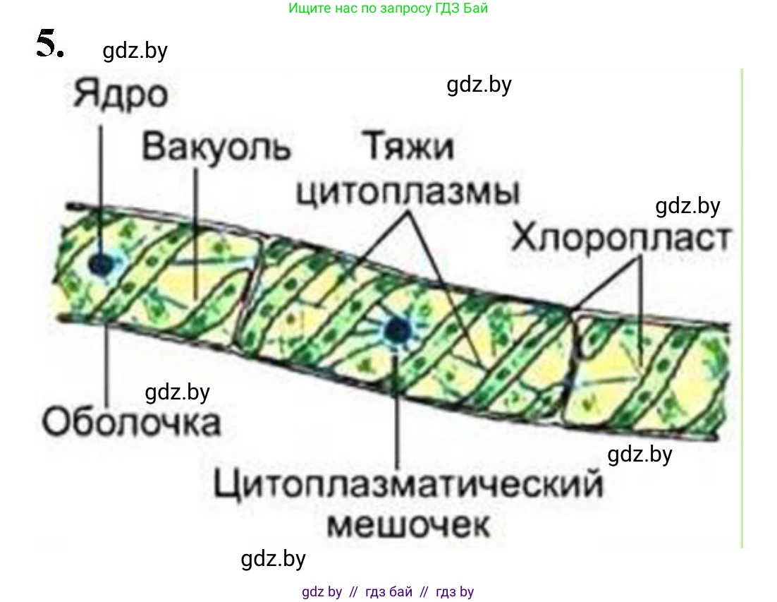Биология, 7 класс Тетрадь для лабораторных и практических работ, автор: Лисов Николай Дмитриевич, издательство Аверсэв, Минск, 2022, зелёного цвета, страница 7, номер 5, Решение