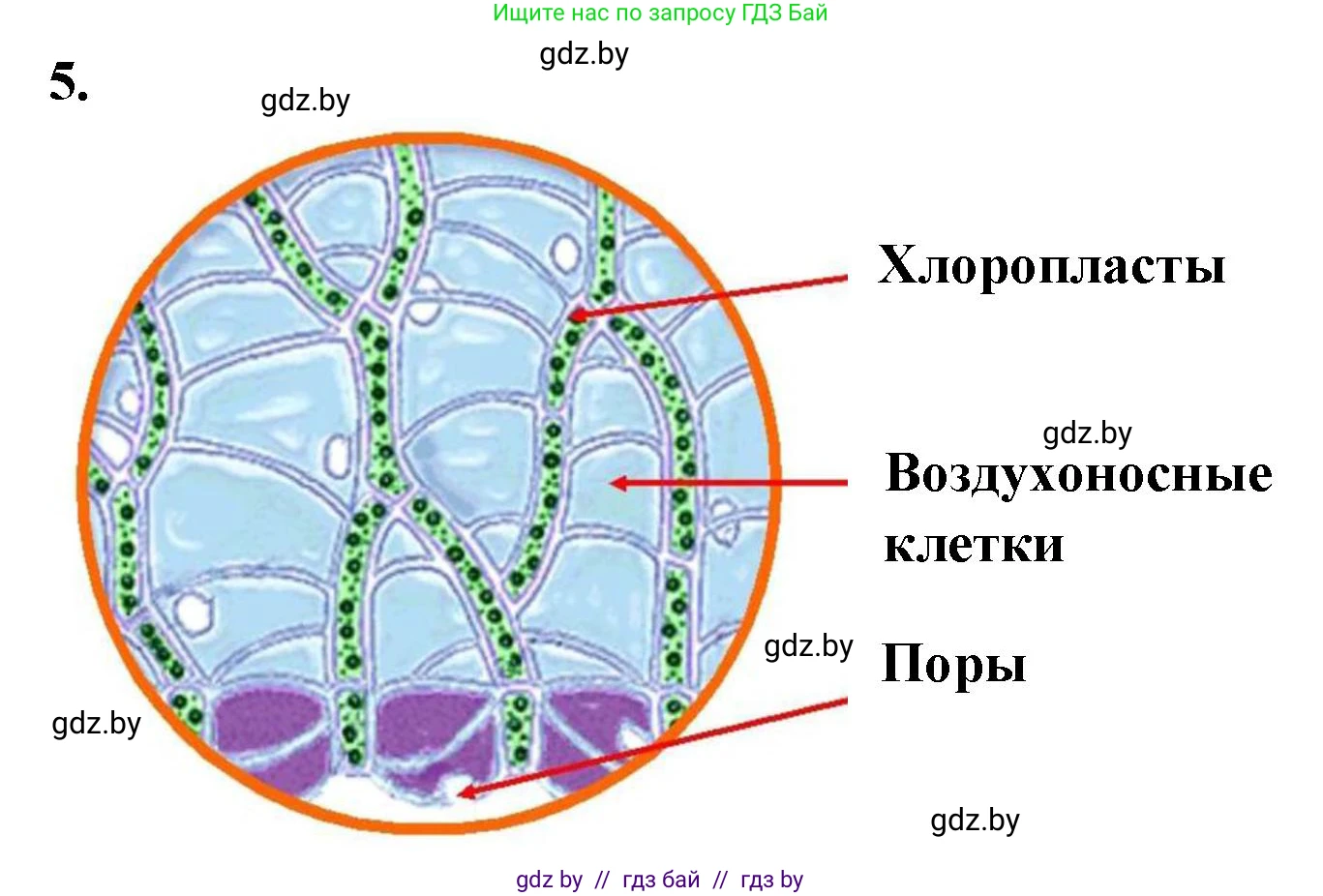 Биология, 7 класс Тетрадь для лабораторных и практических работ, автор: Лисов Николай Дмитриевич, издательство Аверсэв, Минск, 2022, зелёного цвета, страница 20, номер 5, Решение