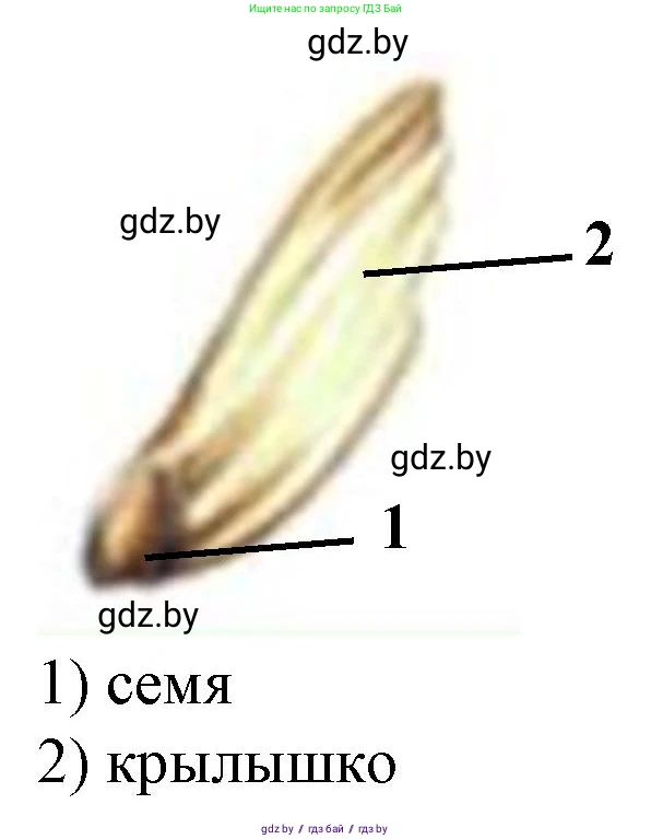 Биология, 7 класс Тетрадь для лабораторных и практических работ, автор: Лисов Николай Дмитриевич, издательство Аверсэв, Минск, 2022, зелёного цвета, страница 25, номер 5, Решение