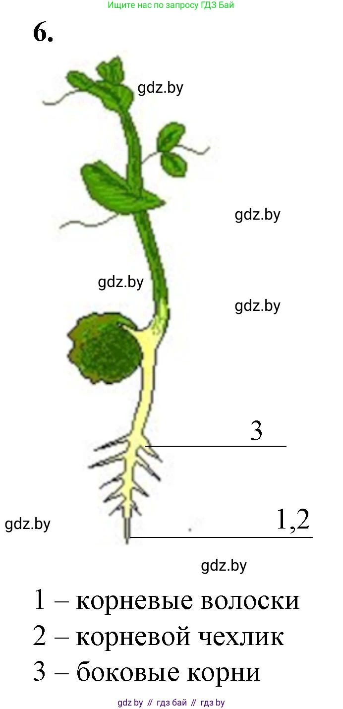 Биология, 7 класс Тетрадь для лабораторных и практических работ, автор: Лисов Николай Дмитриевич, издательство Аверсэв, Минск, 2022, зелёного цвета, страница 29, номер 6, Решение