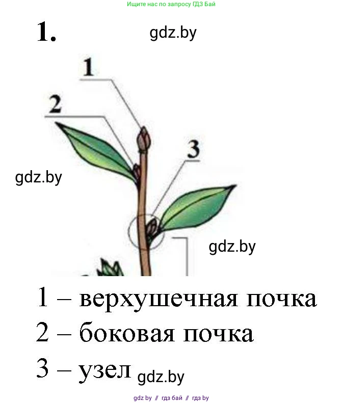 Биология, 7 класс Тетрадь для лабораторных и практических работ, автор: Лисов Николай Дмитриевич, издательство Аверсэв, Минск, 2022, зелёного цвета, страница 30, номер 1, Решение
