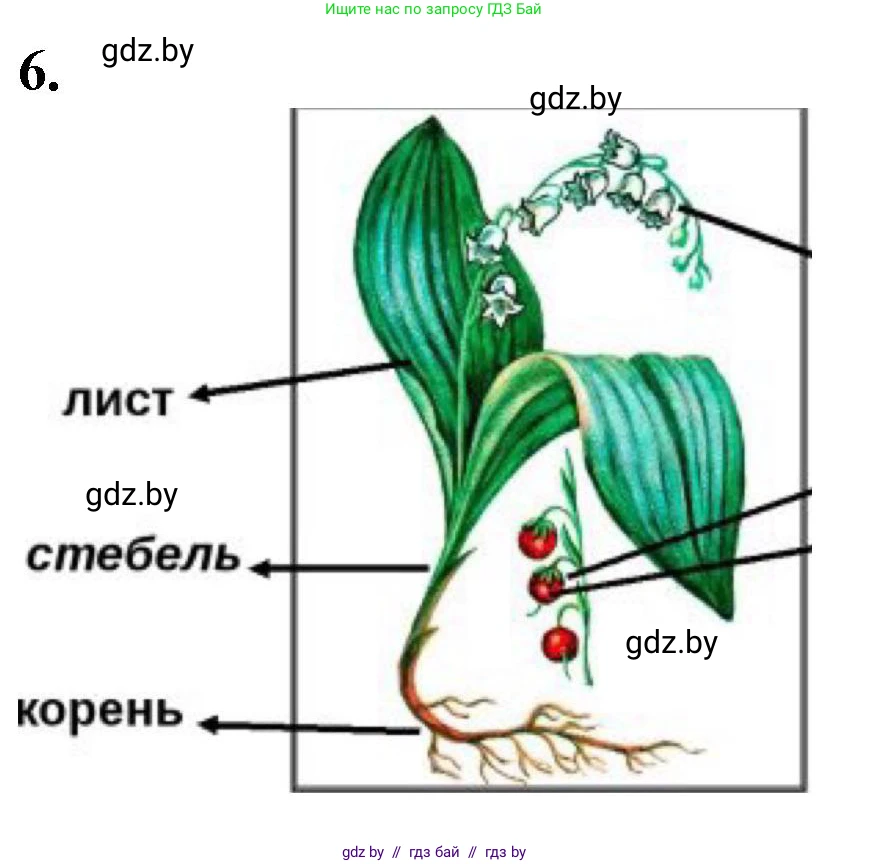 Биология, 7 класс Тетрадь для лабораторных и практических работ, автор: Лисов Николай Дмитриевич, издательство Аверсэв, Минск, 2022, зелёного цвета, страница 36, номер 6, Решение