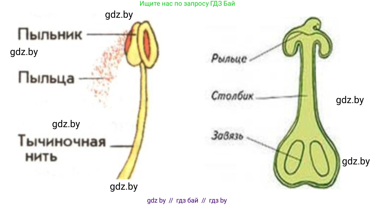 Биология, 7 класс Тетрадь для лабораторных и практических работ, автор: Лисов Николай Дмитриевич, издательство Аверсэв, Минск, 2022, зелёного цвета, страница 48, номер 5, Решение