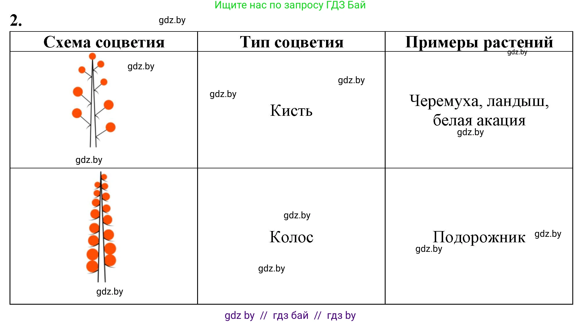 Биология, 7 класс Тетрадь для лабораторных и практических работ, автор: Лисов Николай Дмитриевич, издательство Аверсэв, Минск, 2022, зелёного цвета, страница 50, номер 2, Решение