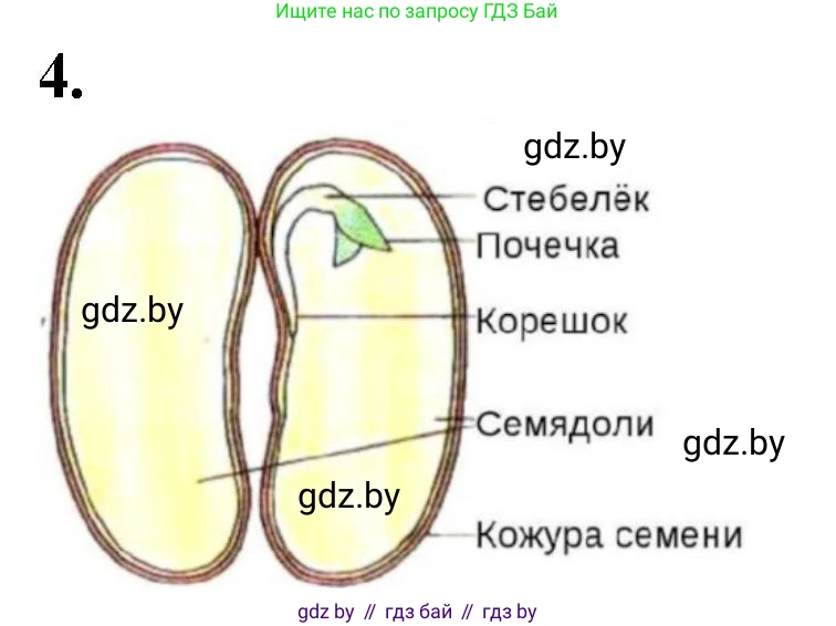 Биология, 7 класс Тетрадь для лабораторных и практических работ, автор: Лисов Николай Дмитриевич, издательство Аверсэв, Минск, 2022, зелёного цвета, страница 56, номер 4, Решение