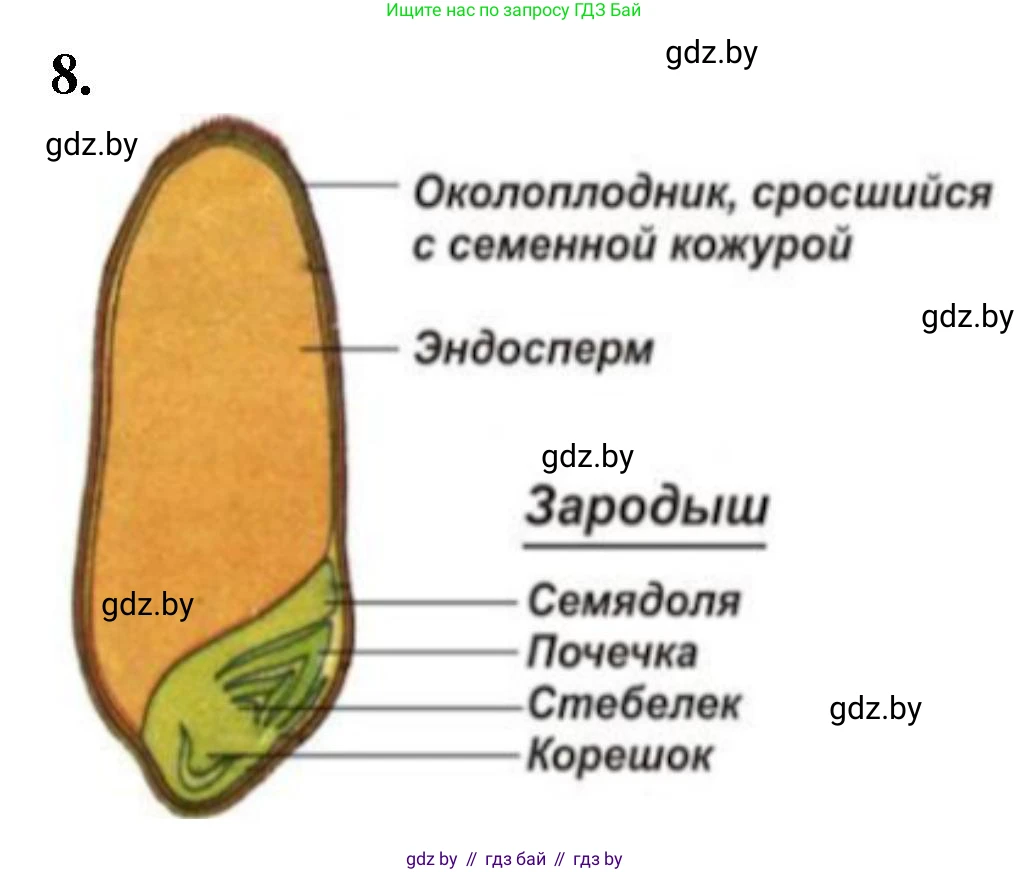 Биология, 7 класс Тетрадь для лабораторных и практических работ, автор: Лисов Николай Дмитриевич, издательство Аверсэв, Минск, 2022, зелёного цвета, страница 57, номер 8, Решение