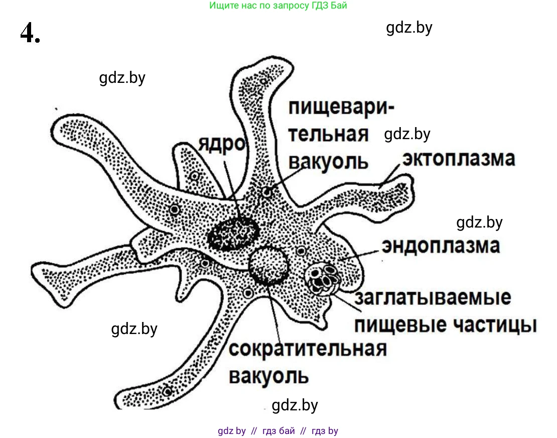 Биология, 7 класс рабочая тетрадь, автор: Лисов Николай Дмитриевич, издательство Аверсэв, Минск, 2022, коричневого цвета, страница 16, номер 4, Решение