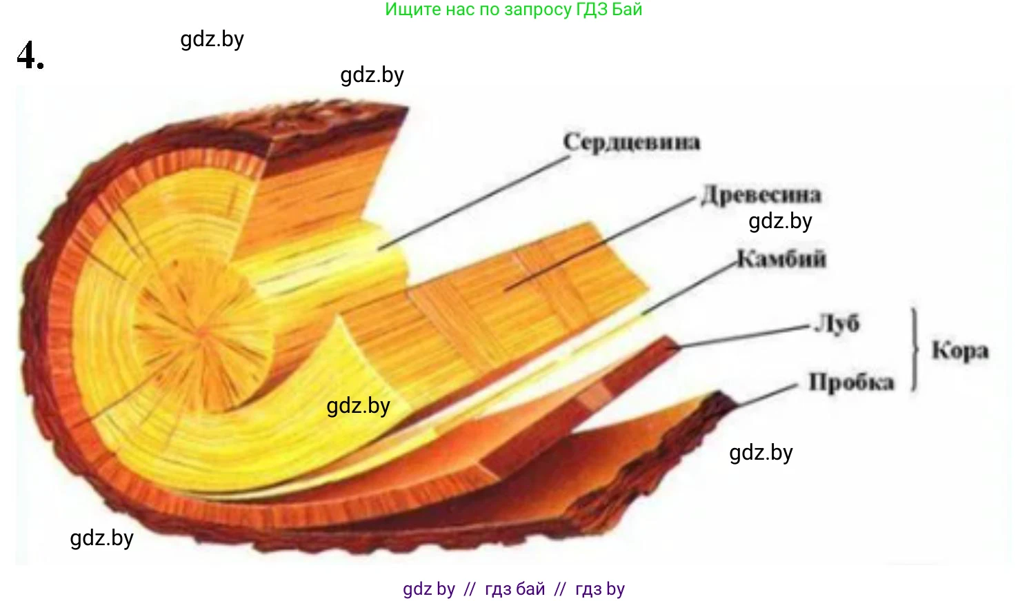 Биология, 7 класс рабочая тетрадь, автор: Лисов Николай Дмитриевич, издательство Аверсэв, Минск, 2022, коричневого цвета, страница 50, номер 4, Решение