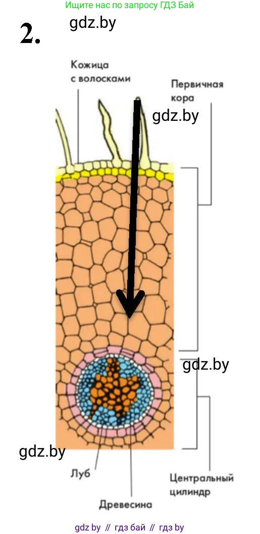 Биология, 7 класс рабочая тетрадь, автор: Лисов Николай Дмитриевич, издательство Аверсэв, Минск, 2022, коричневого цвета, страница 56, номер 2, Решение