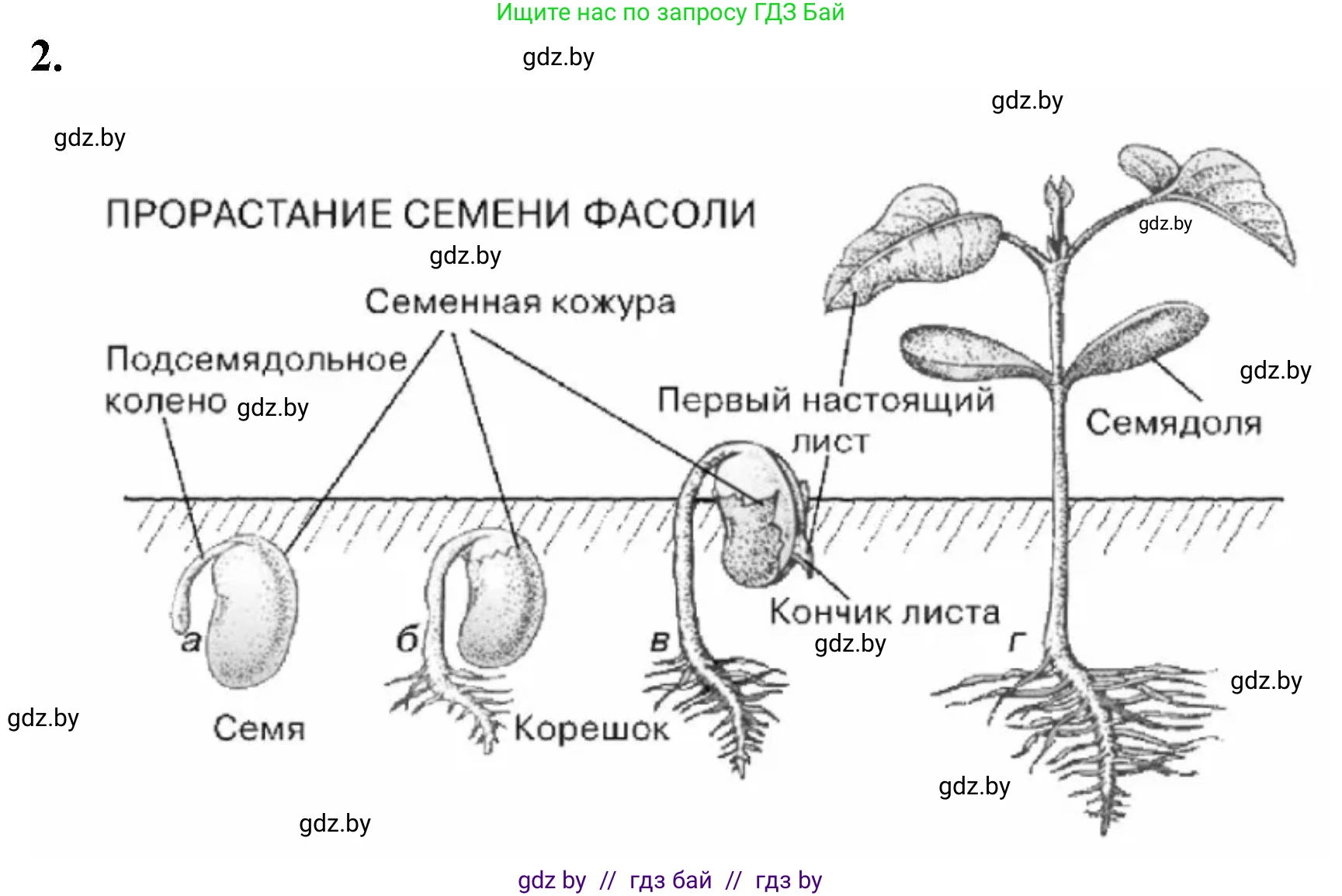 Биология, 7 класс рабочая тетрадь, автор: Лисов Николай Дмитриевич, издательство Аверсэв, Минск, 2022, коричневого цвета, страница 82, номер 2, Решение